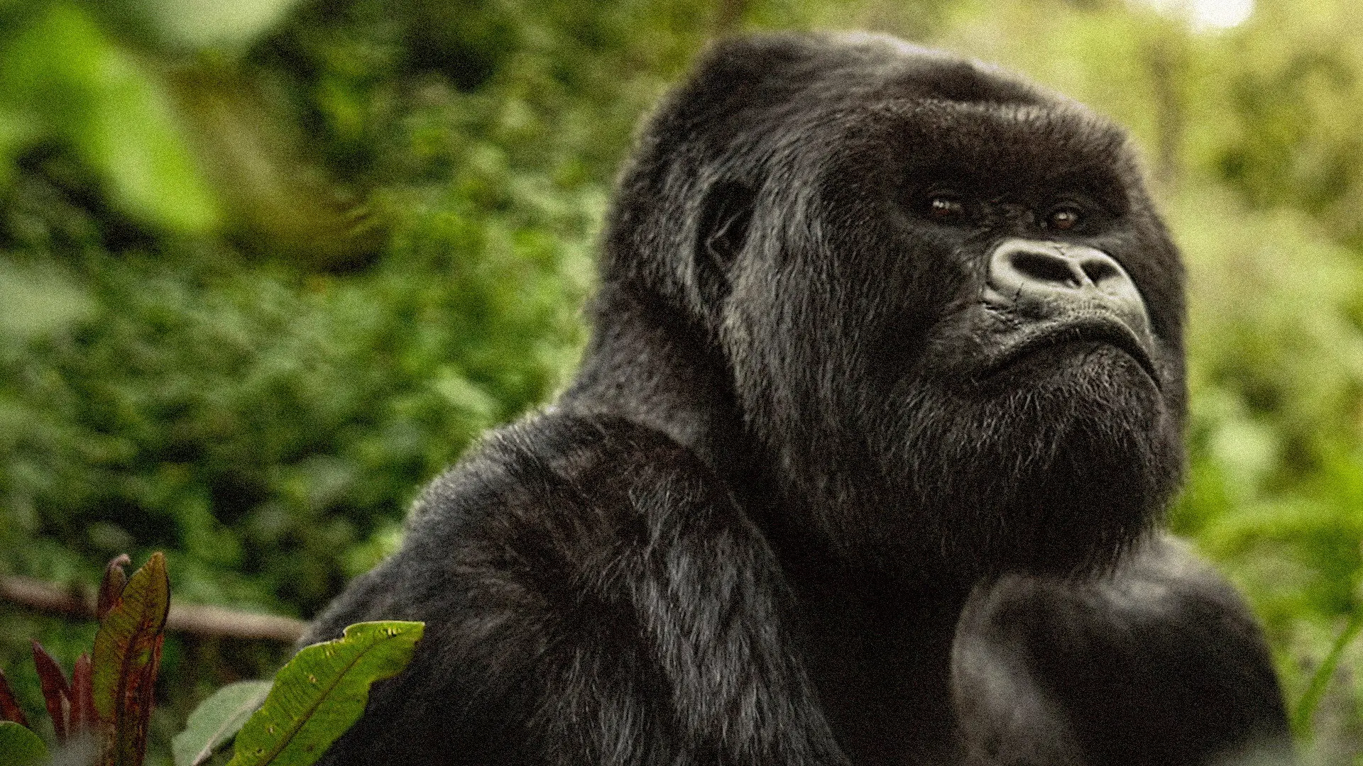 A Gorilla Story: Told by David Attenborough backdrop