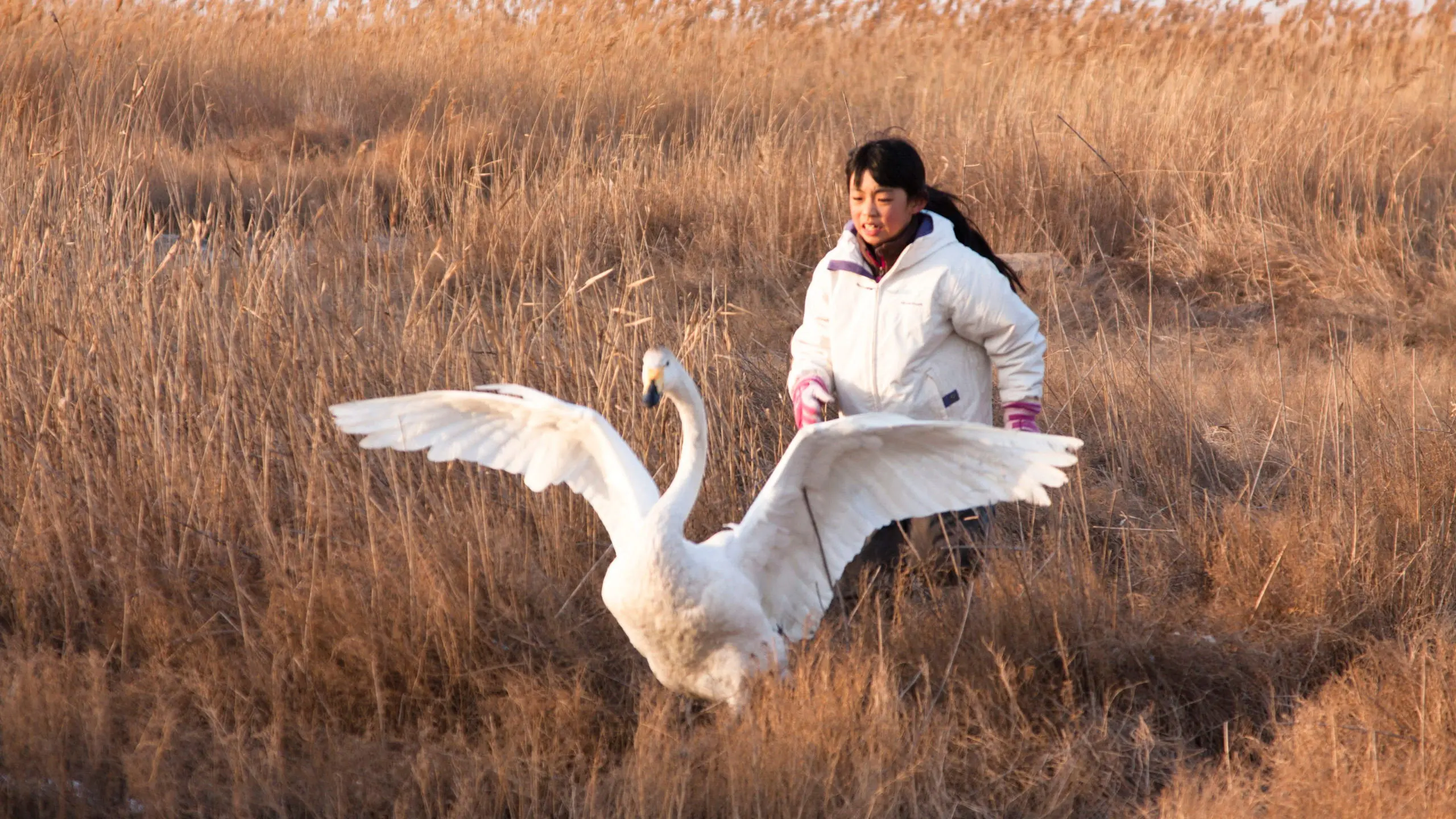 I Swan backdrop