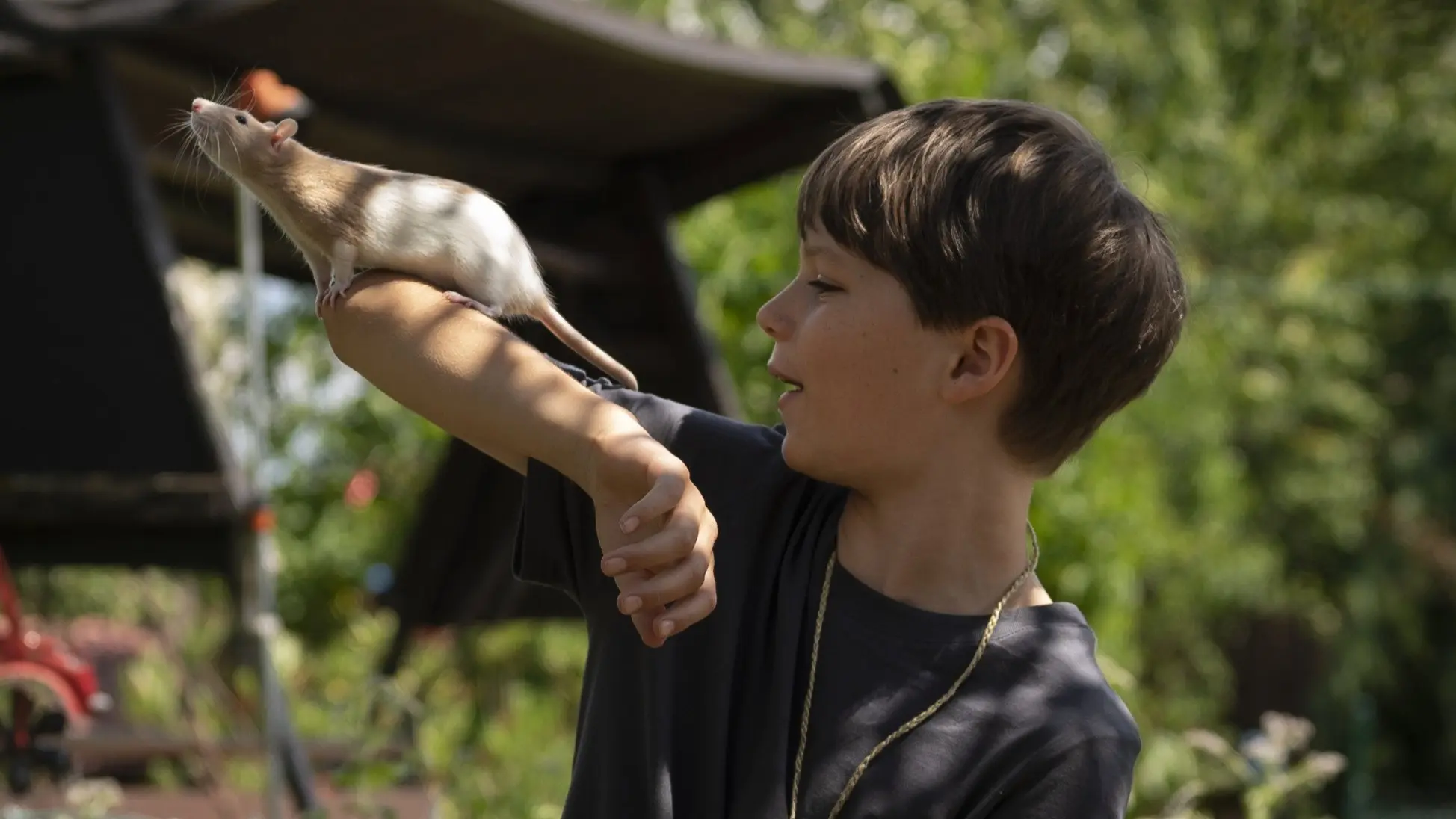 Club der bunten Ratten backdrop