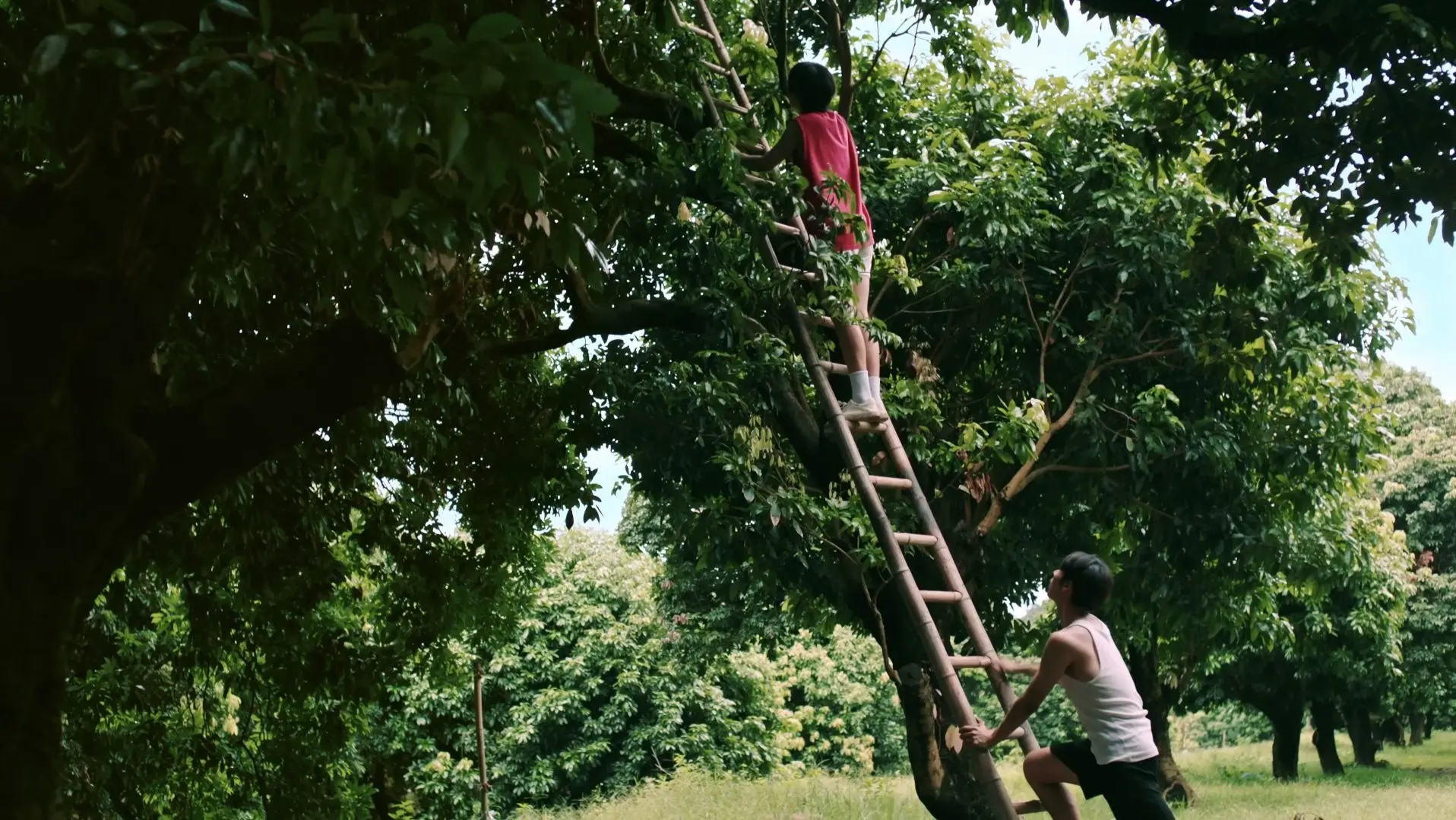 Secrets Happened on the Litchi Island backdrop