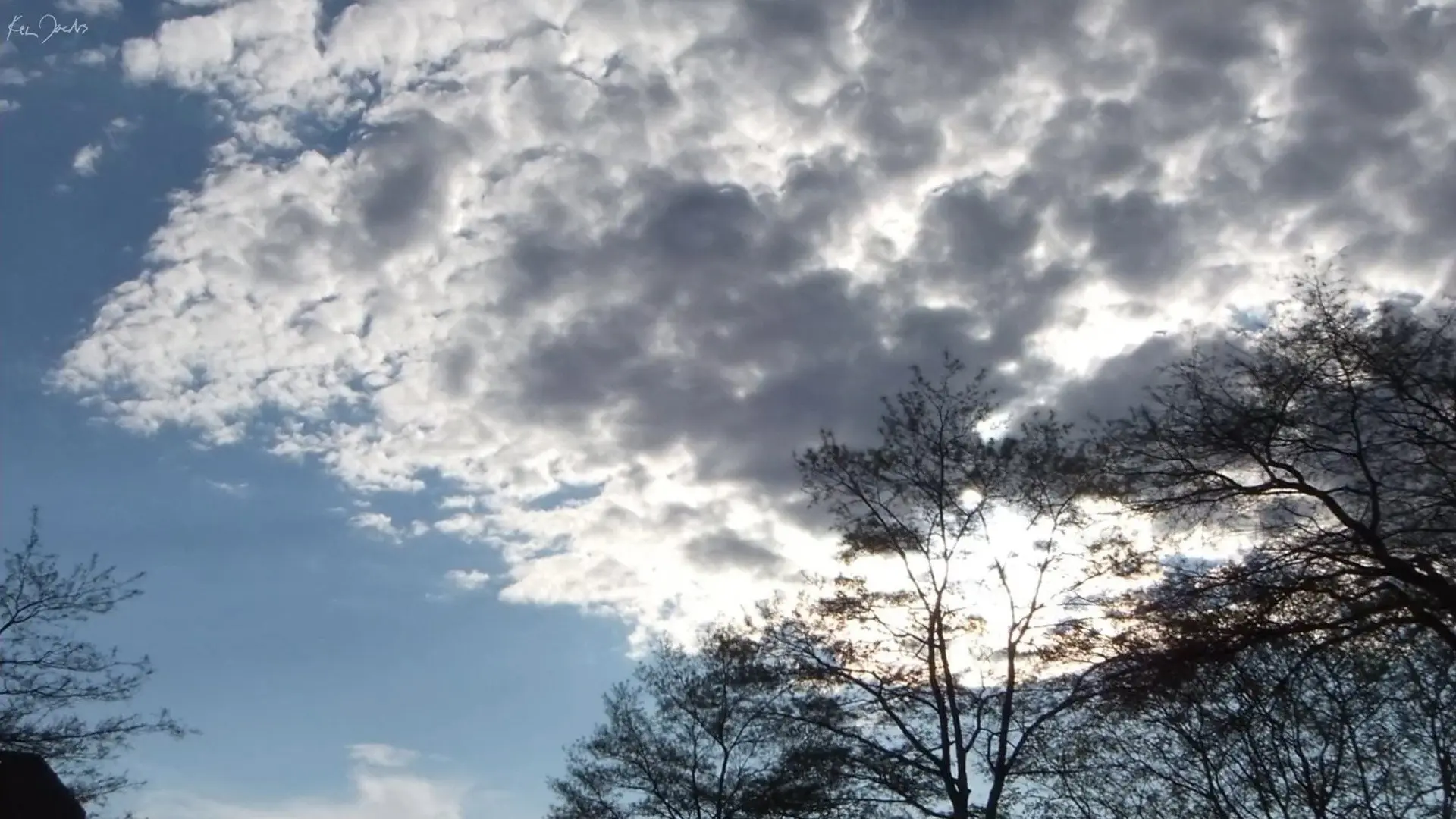 Clouds and Trees backdrop