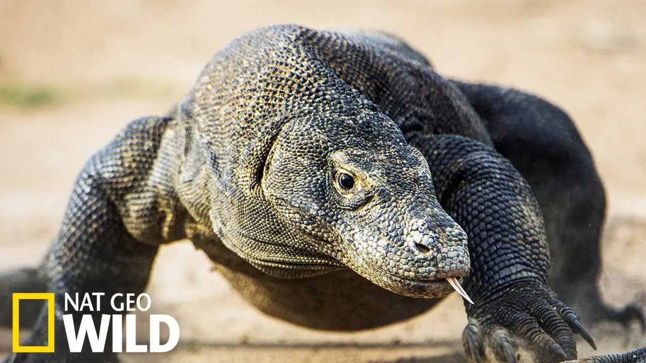 Les monstres de Komodo : une histoire d'amour backdrop