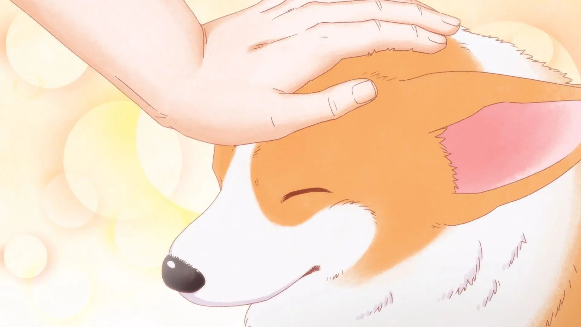 The Corgi and the Samurai backdrop