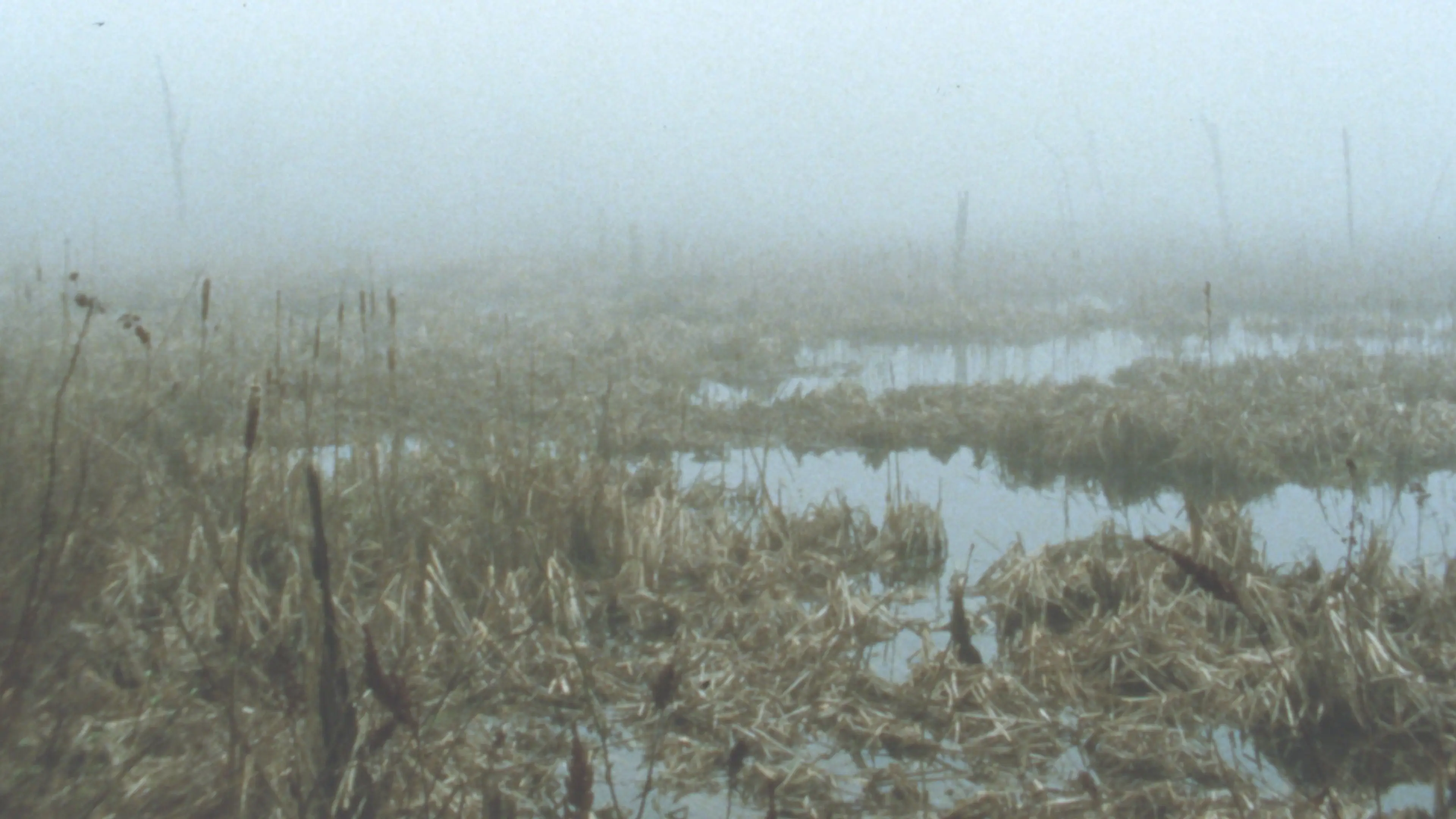 Early Spring Wetlands backdrop