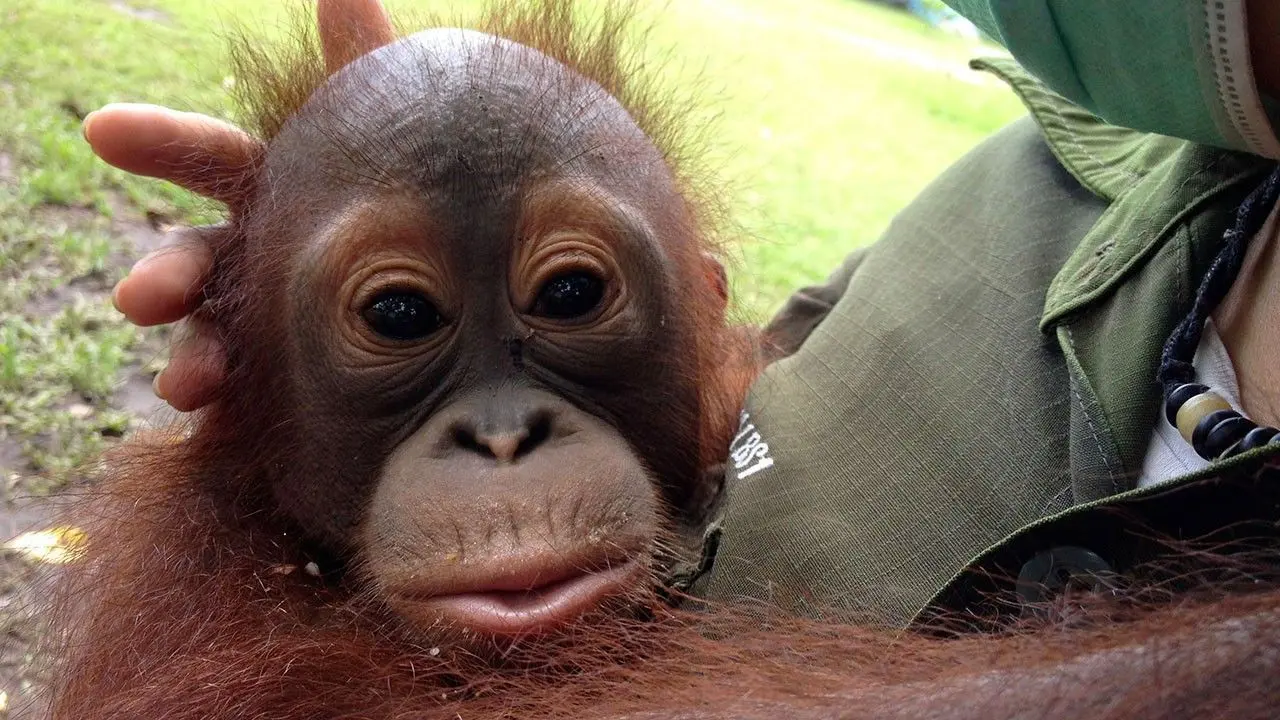 Orangutan Rescue - Back to The Wild backdrop