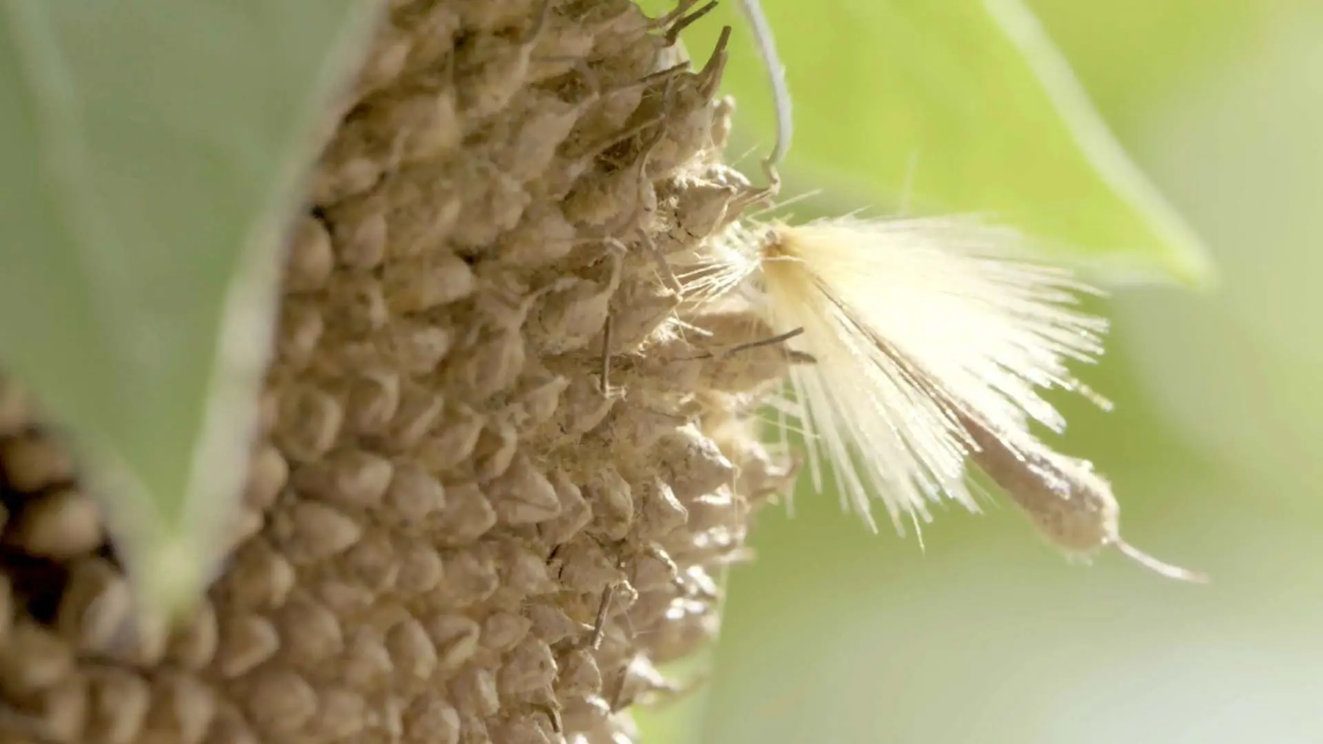 Le Peuple des airs backdrop