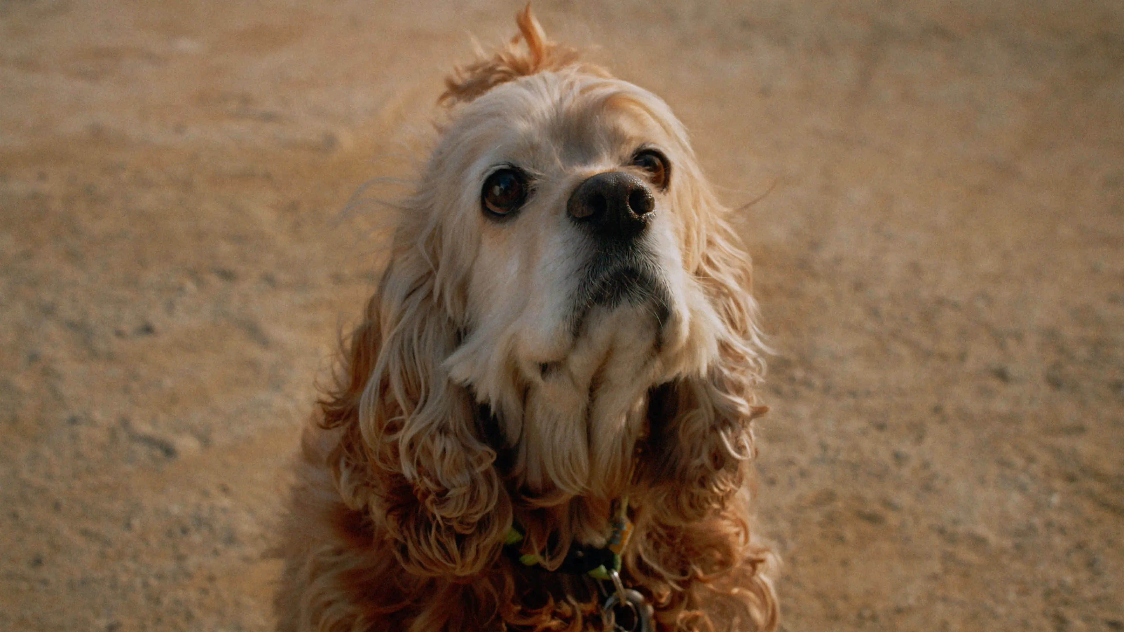 Dog in Translation backdrop