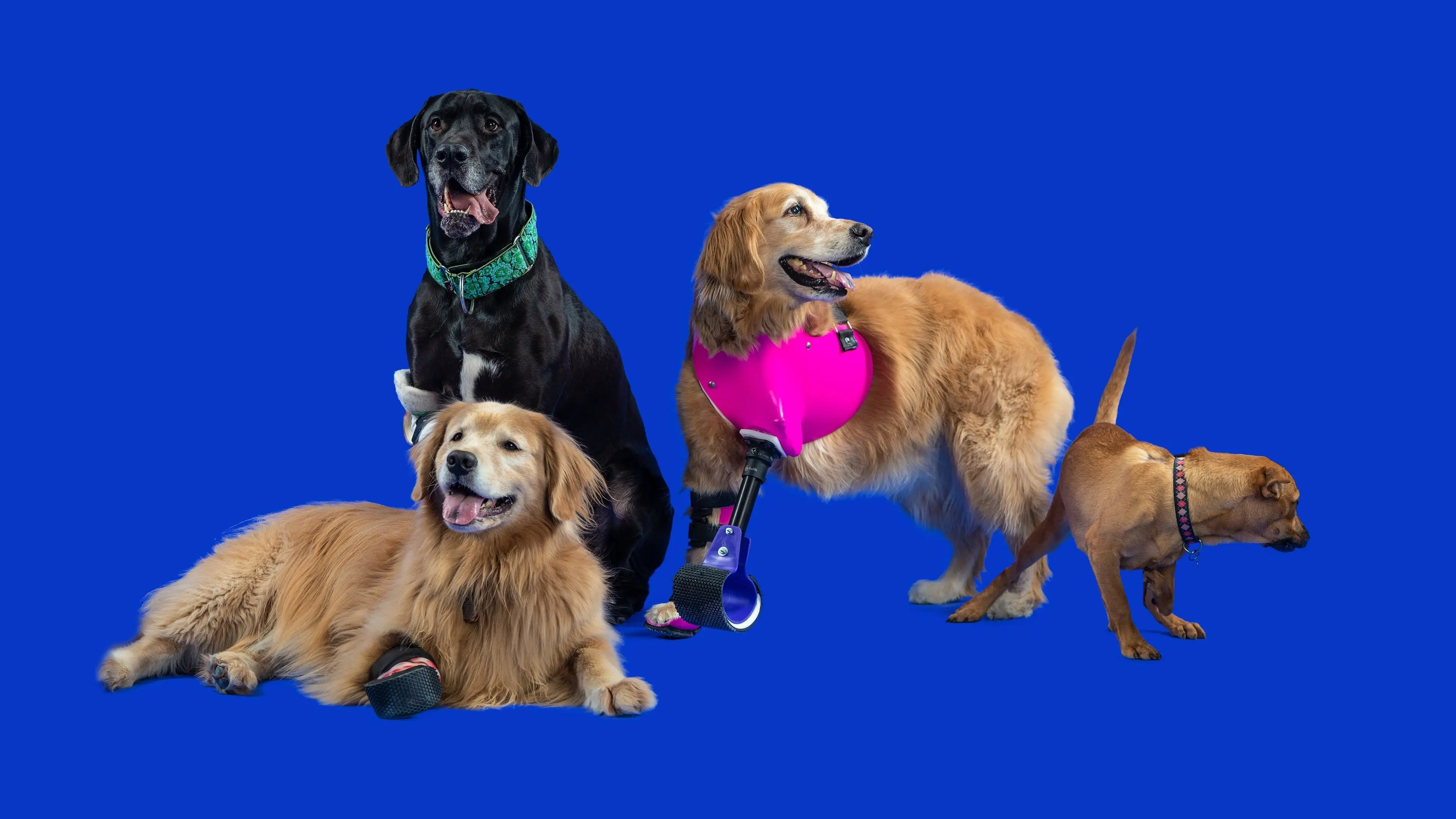 The Wizard of Paws backdrop