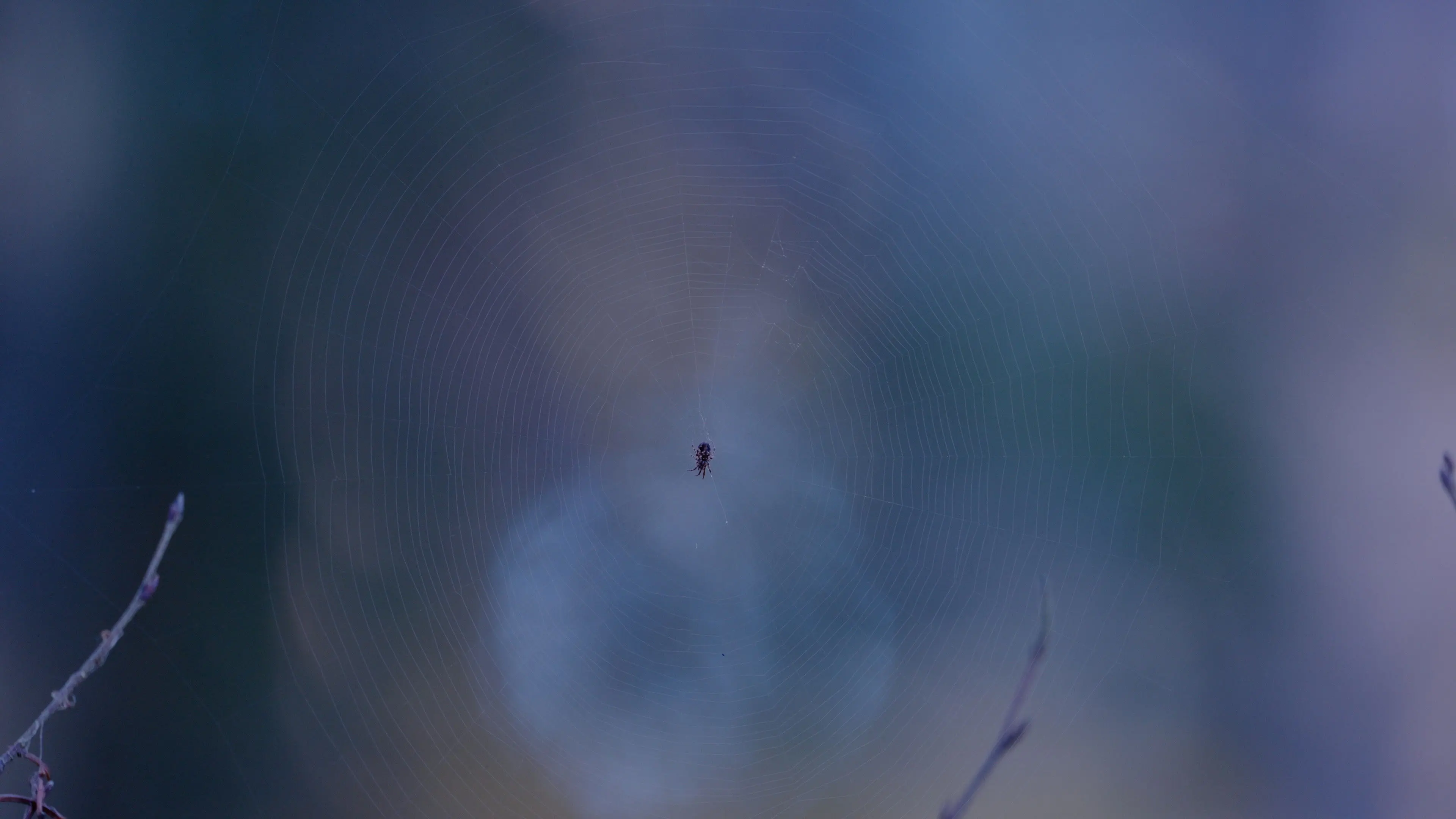 Dearest Ghost backdrop