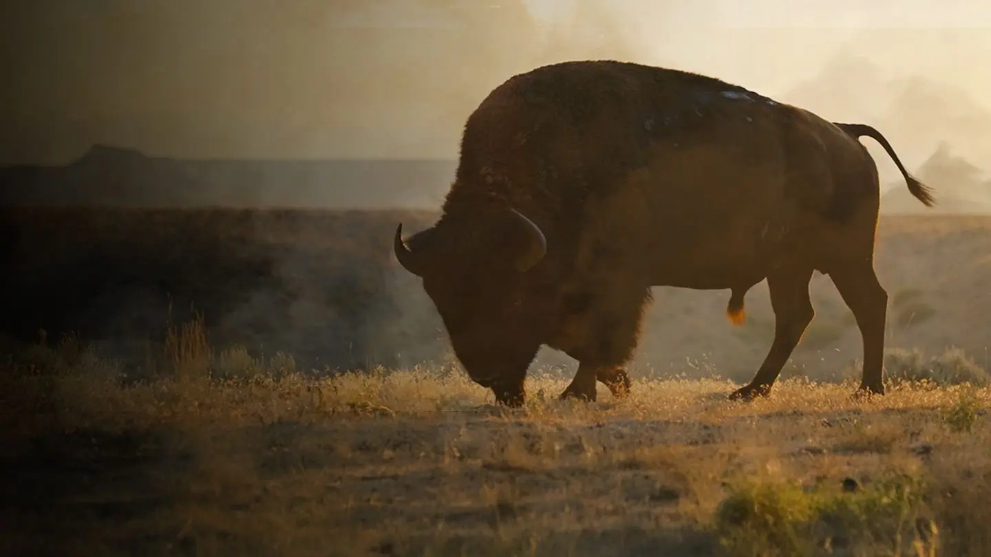 La grande prairie, le pacte du bison backdrop
