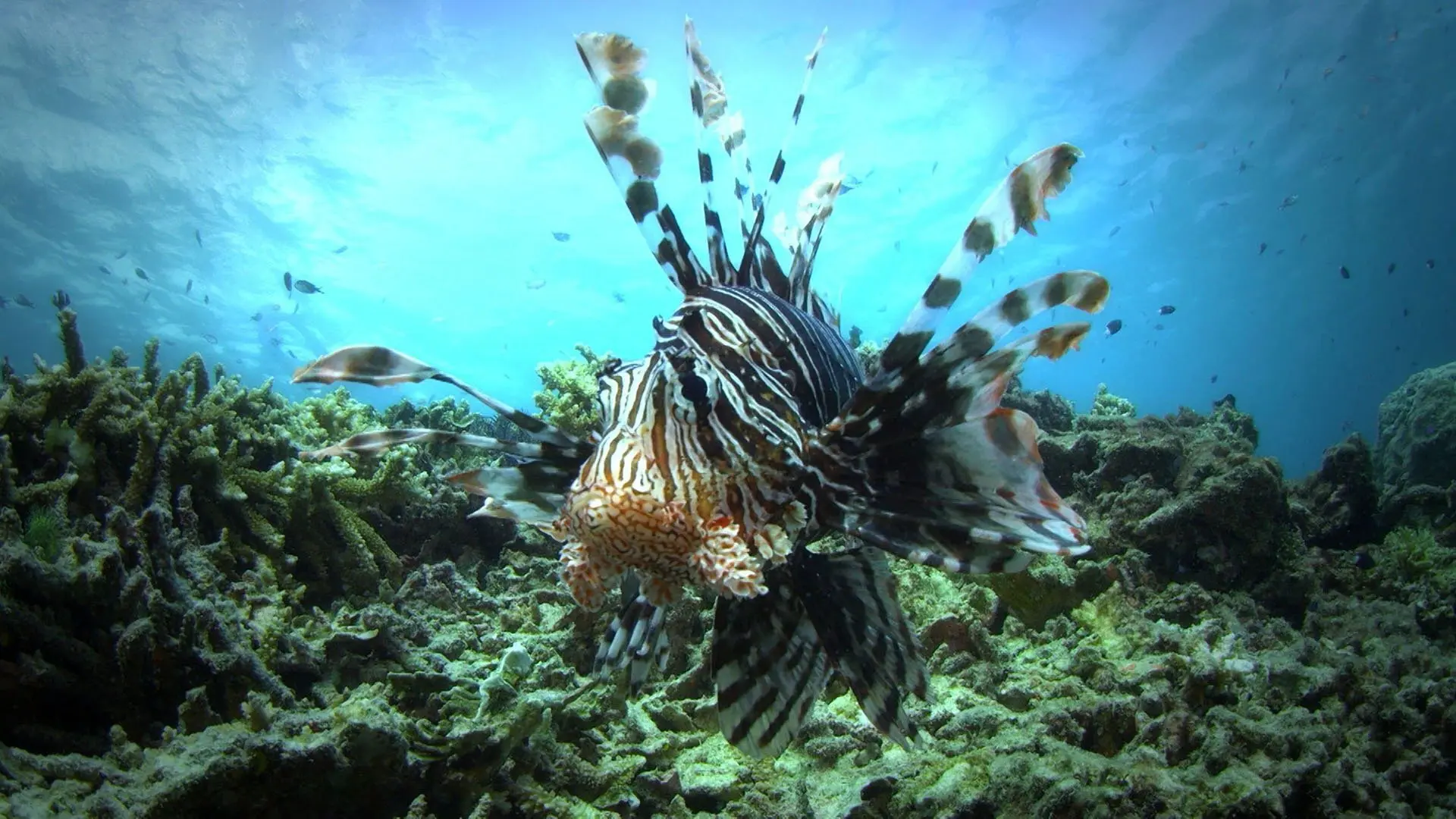 72 Dangerous Animals: Australia backdrop