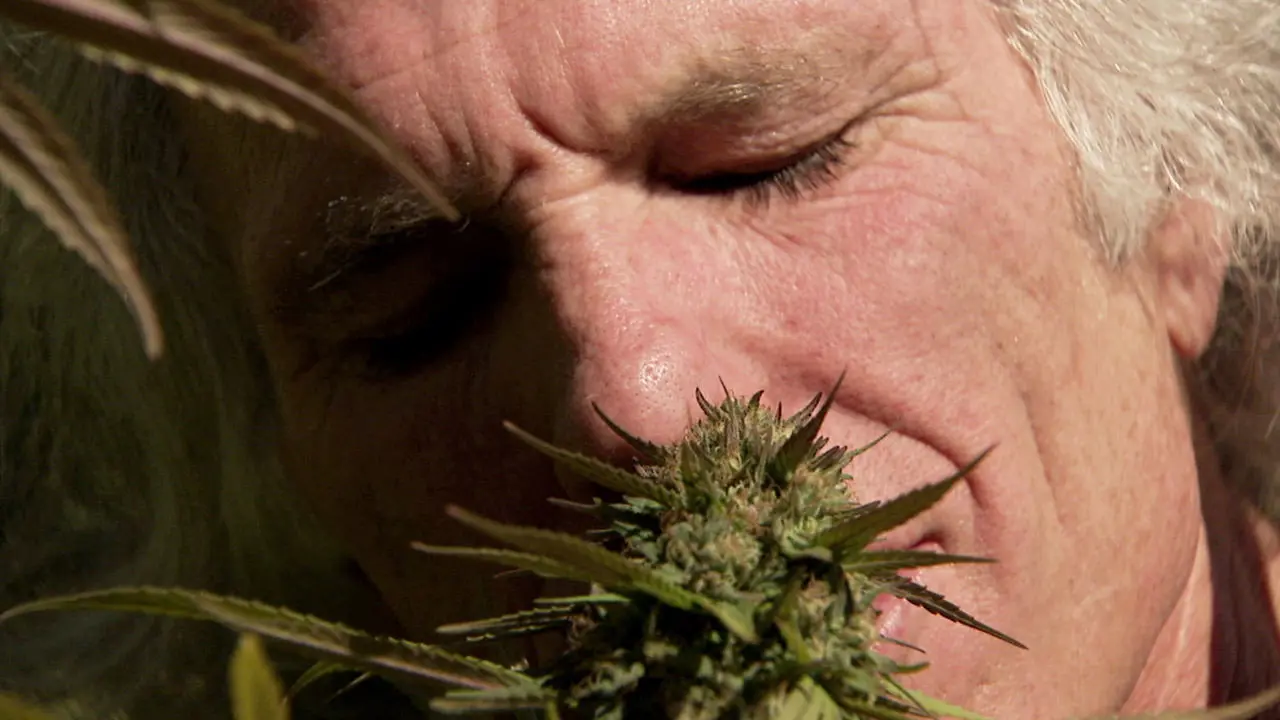 Inside: Medical Marijuana backdrop