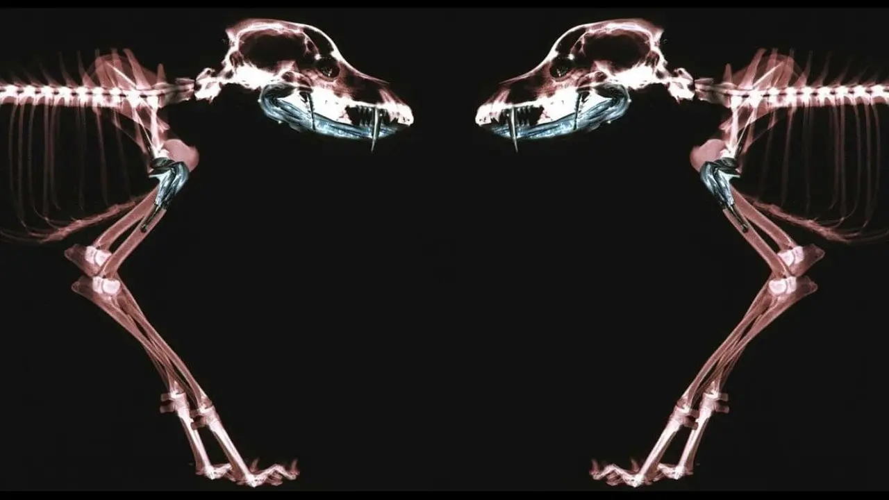 Rottweiler backdrop