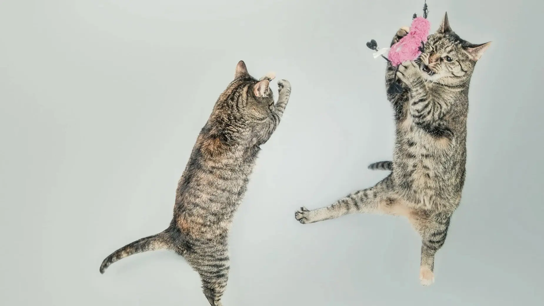 CatVideoFest 2026 backdrop