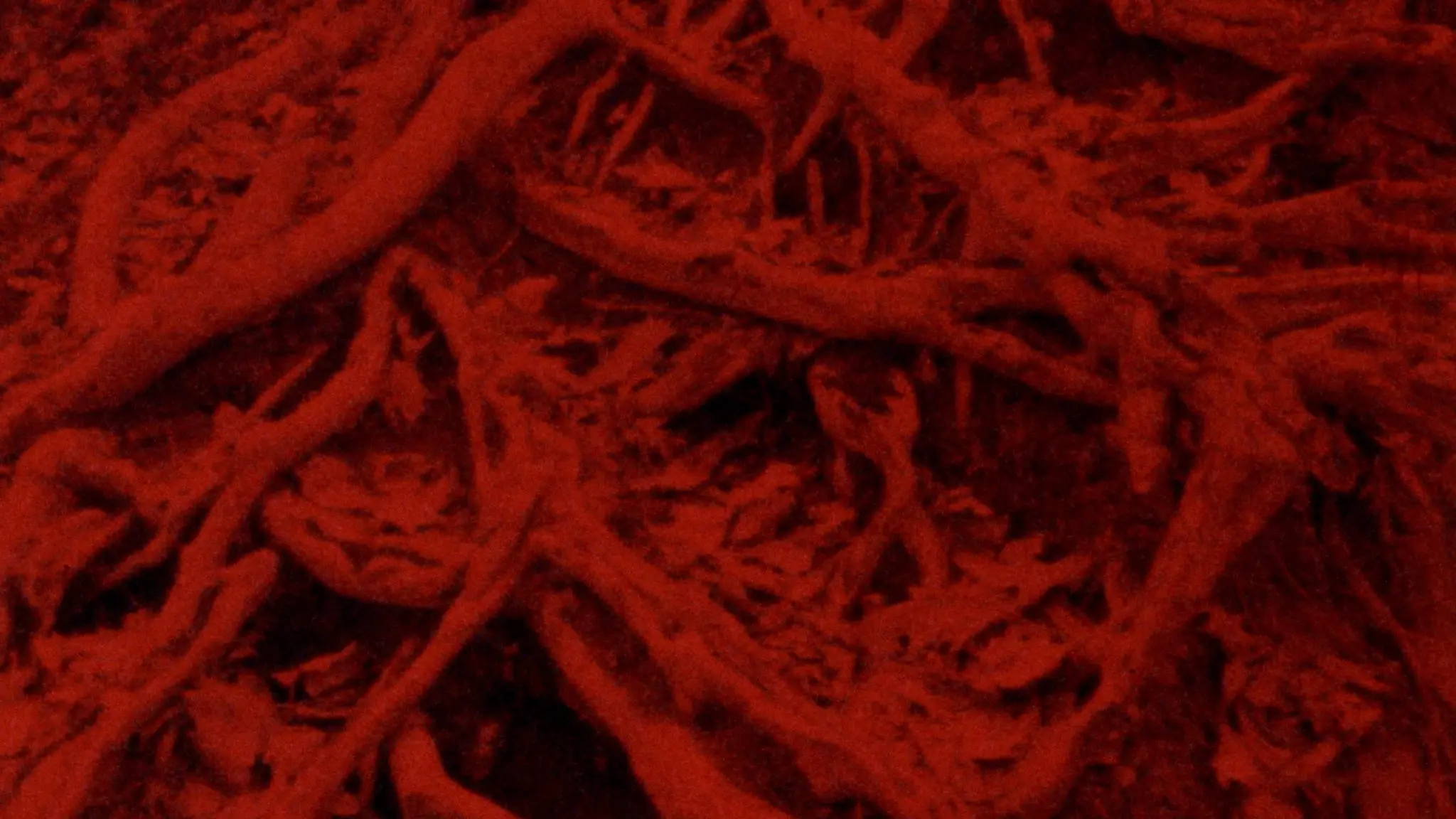 Language of the Entrails backdrop
