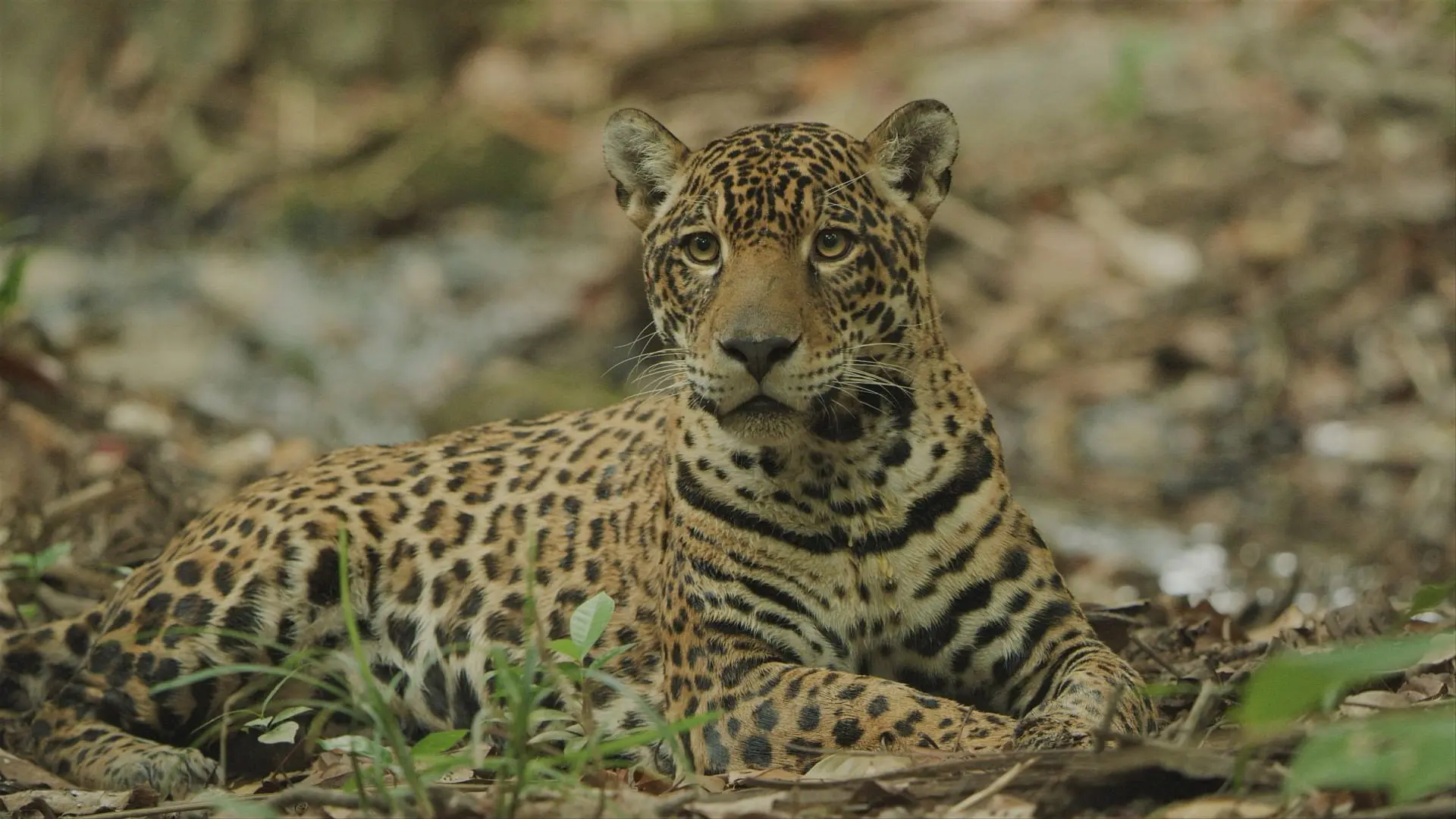 Jaguar: Jungle Icon of Guyana backdrop