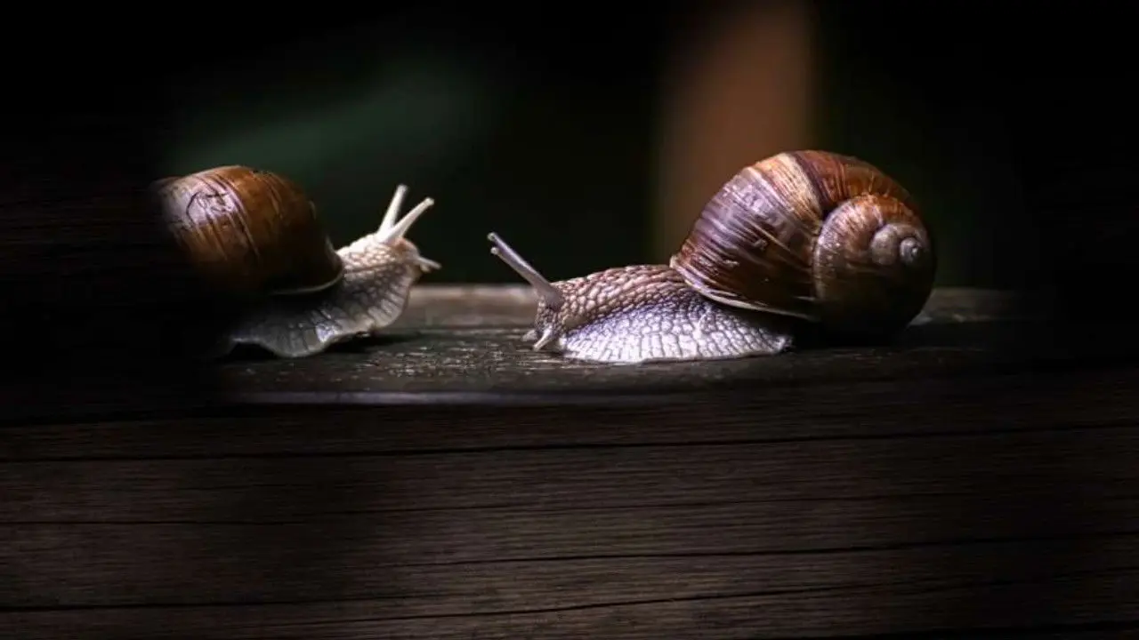 Secret World of Mollusks backdrop