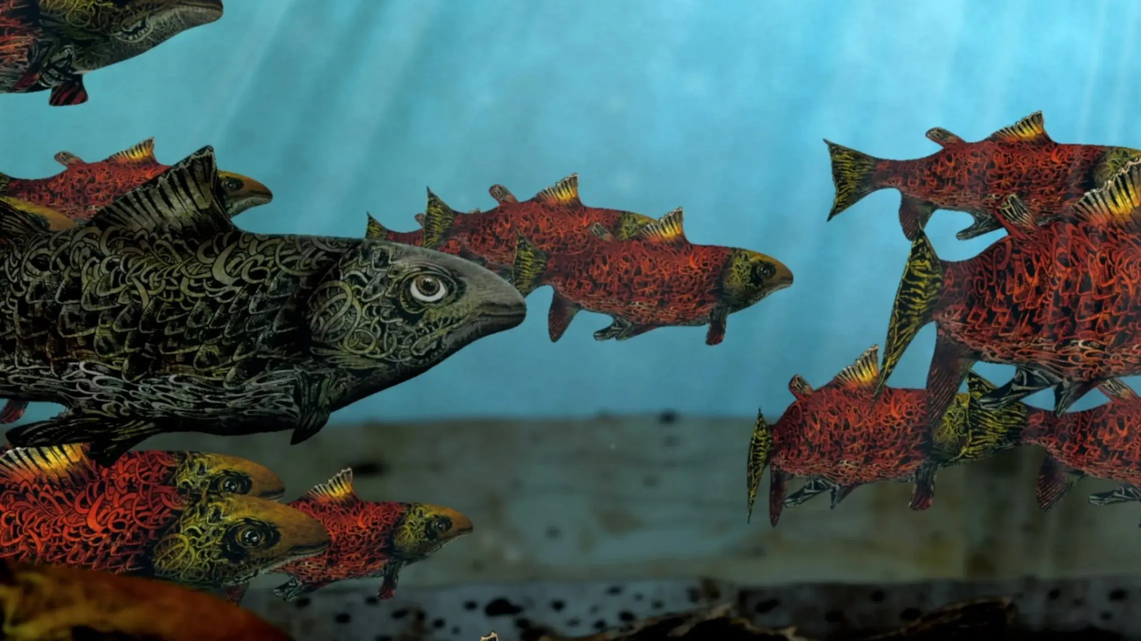 Salmon backdrop