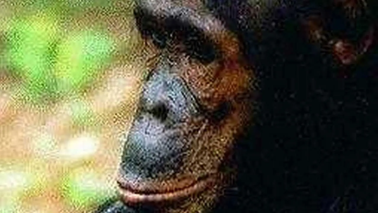 People of the Forest: The Chimps of Gombe backdrop
