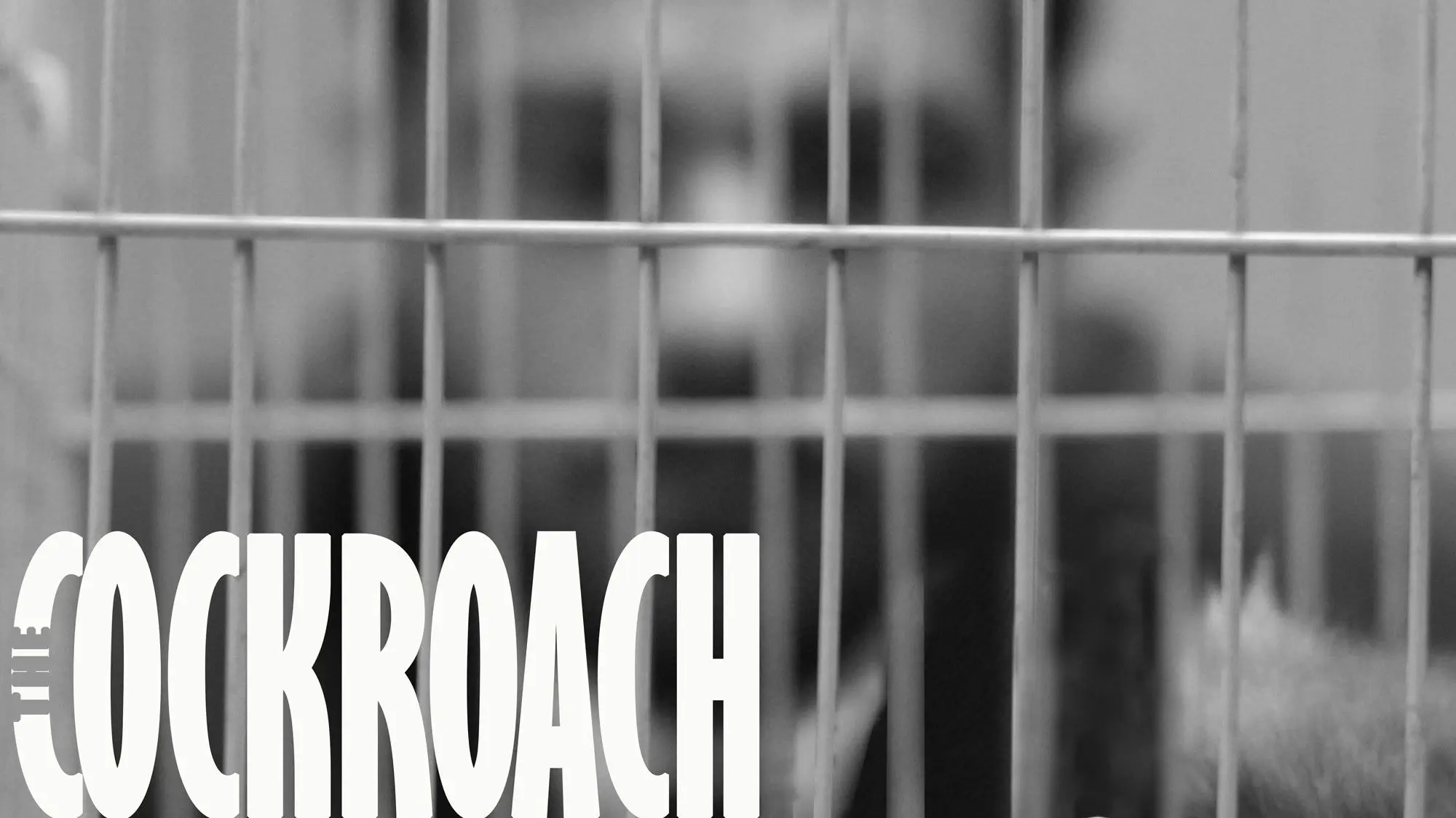 The Cockroach backdrop