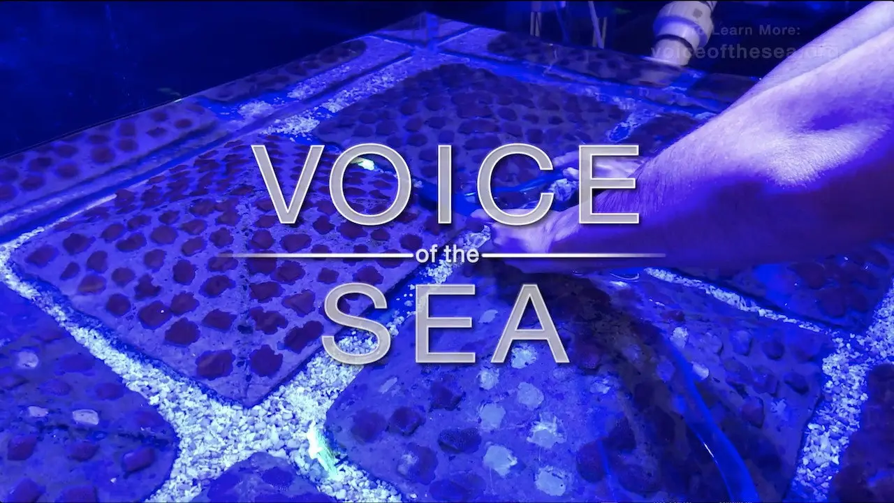 Voice of the Sea backdrop