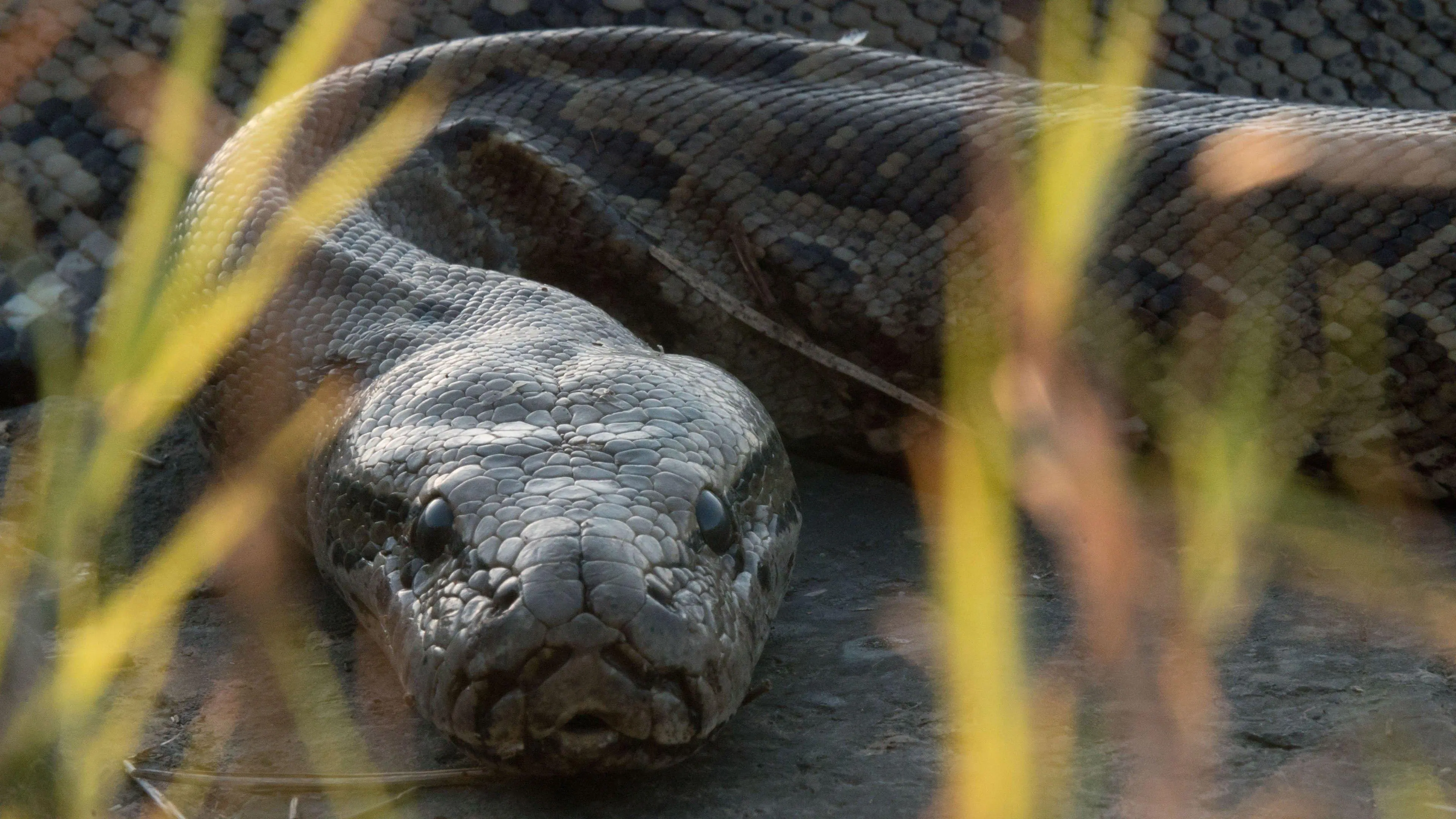 Queen of the Pythons backdrop