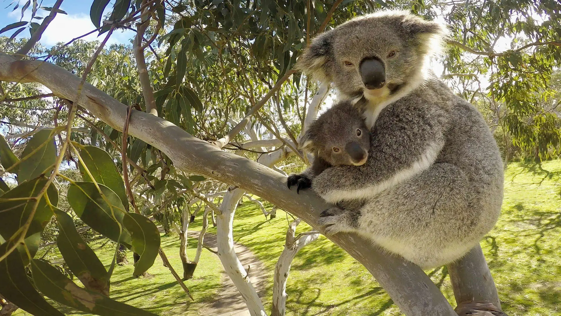Secret Life of the Koala backdrop