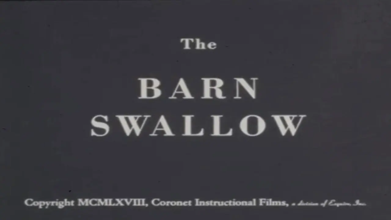 The Barn Swallow backdrop