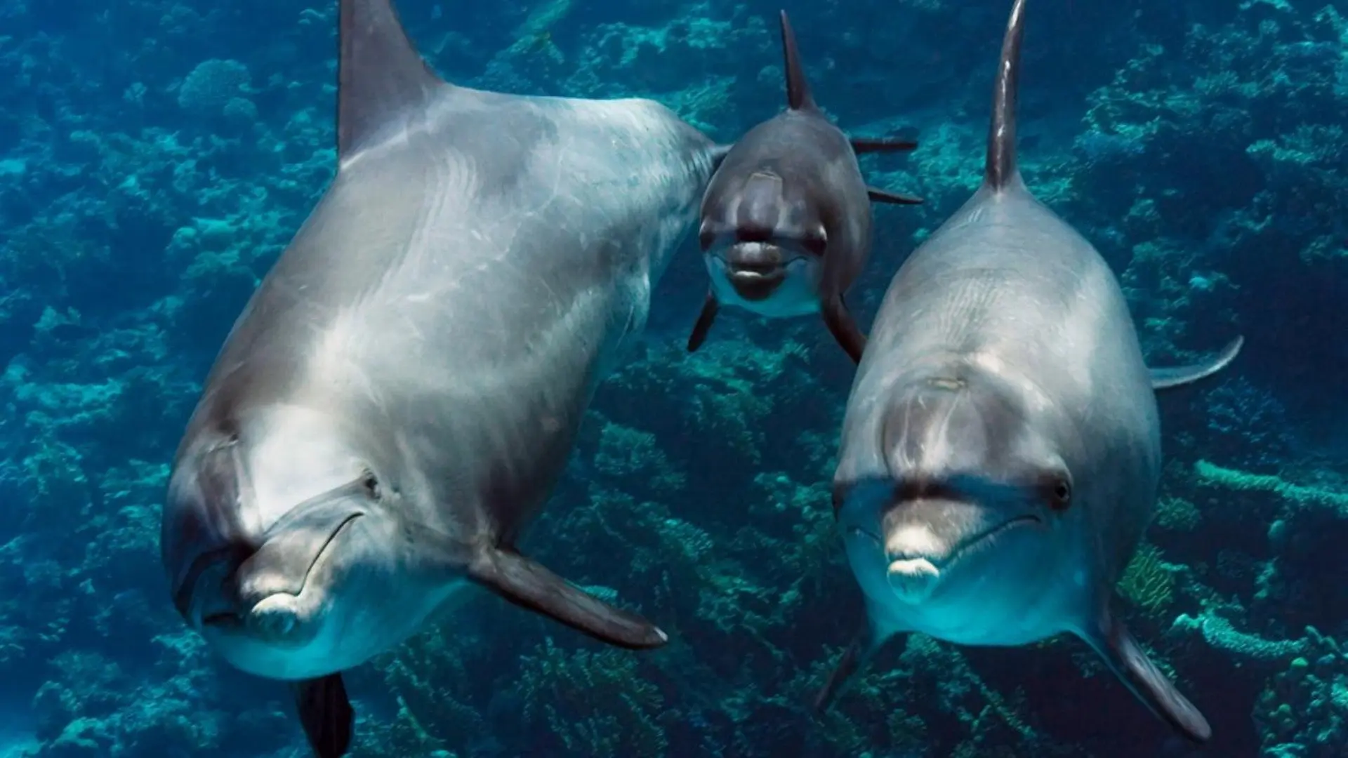 Our Earth - Our Oceans backdrop