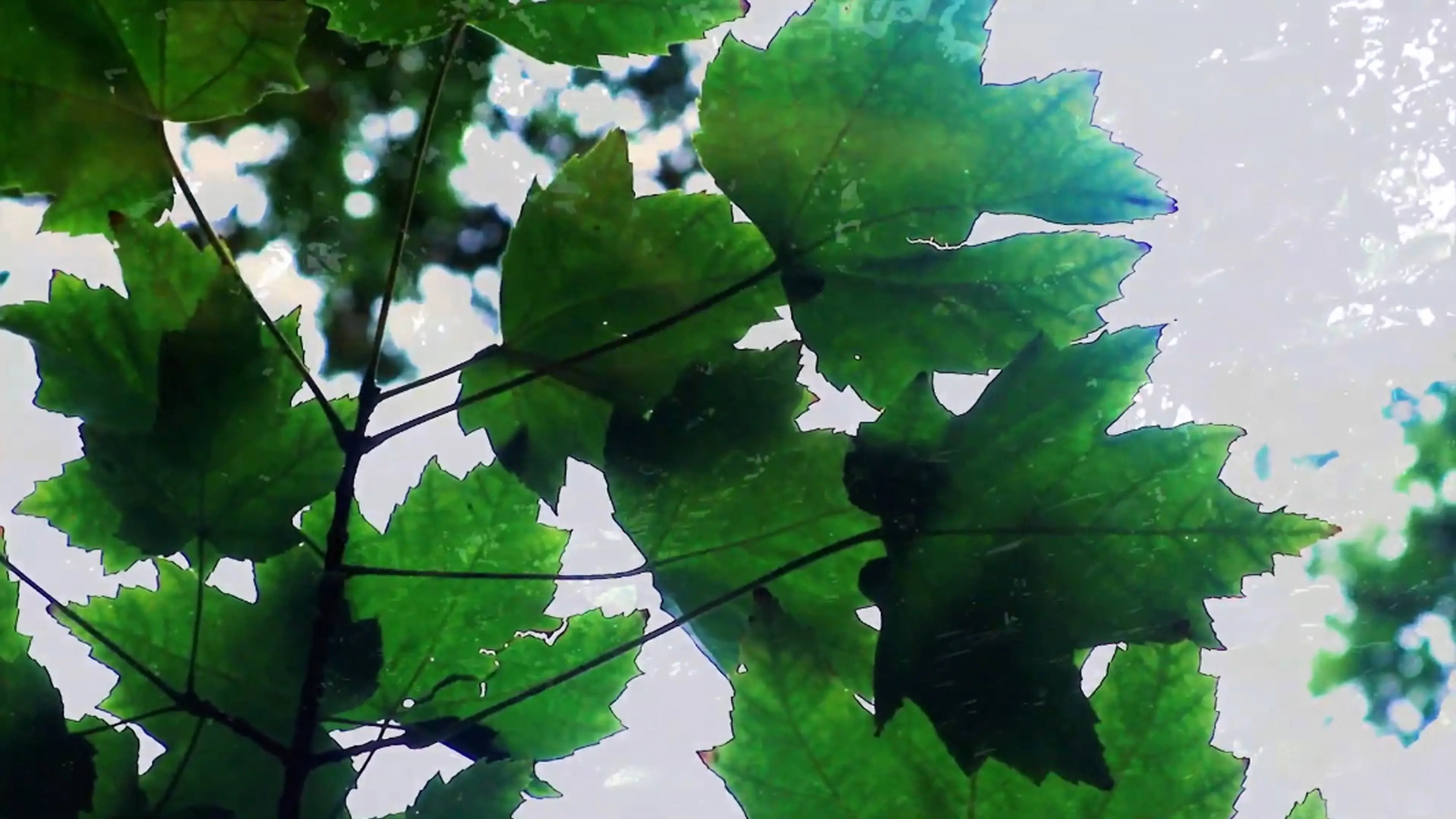 Reflections of Nature backdrop