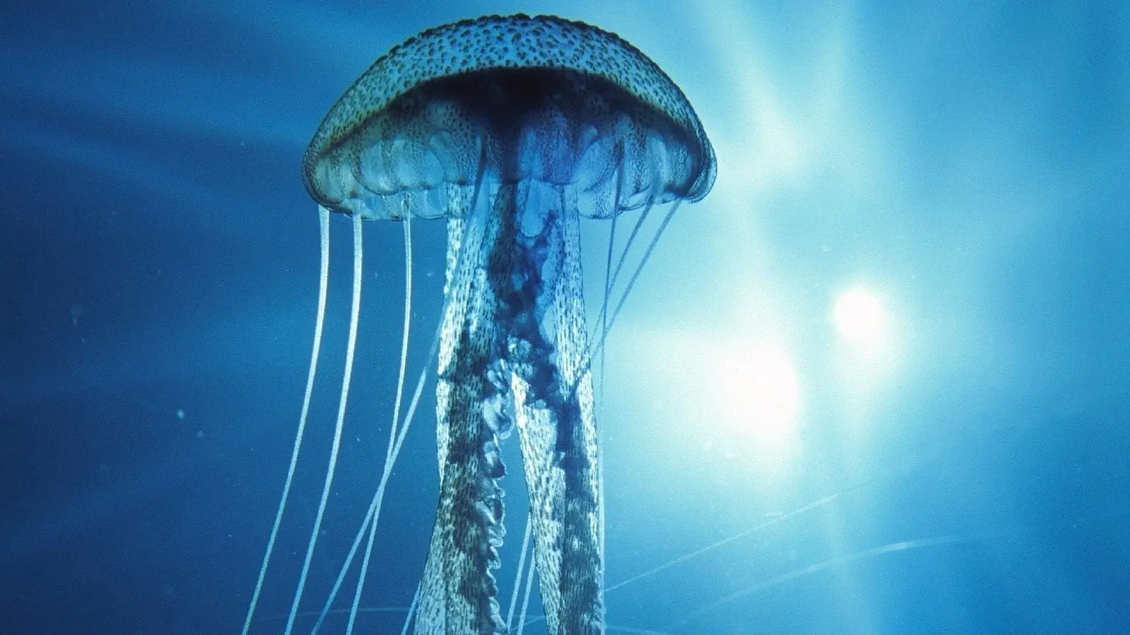 Into the Deep backdrop