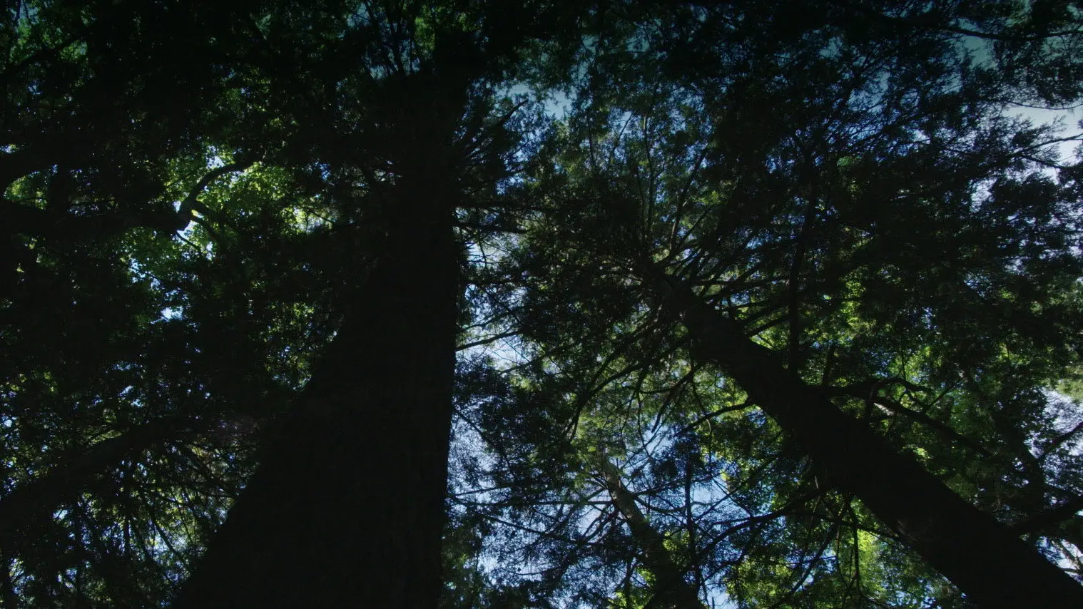 Burned: Are Trees the New Coal? backdrop