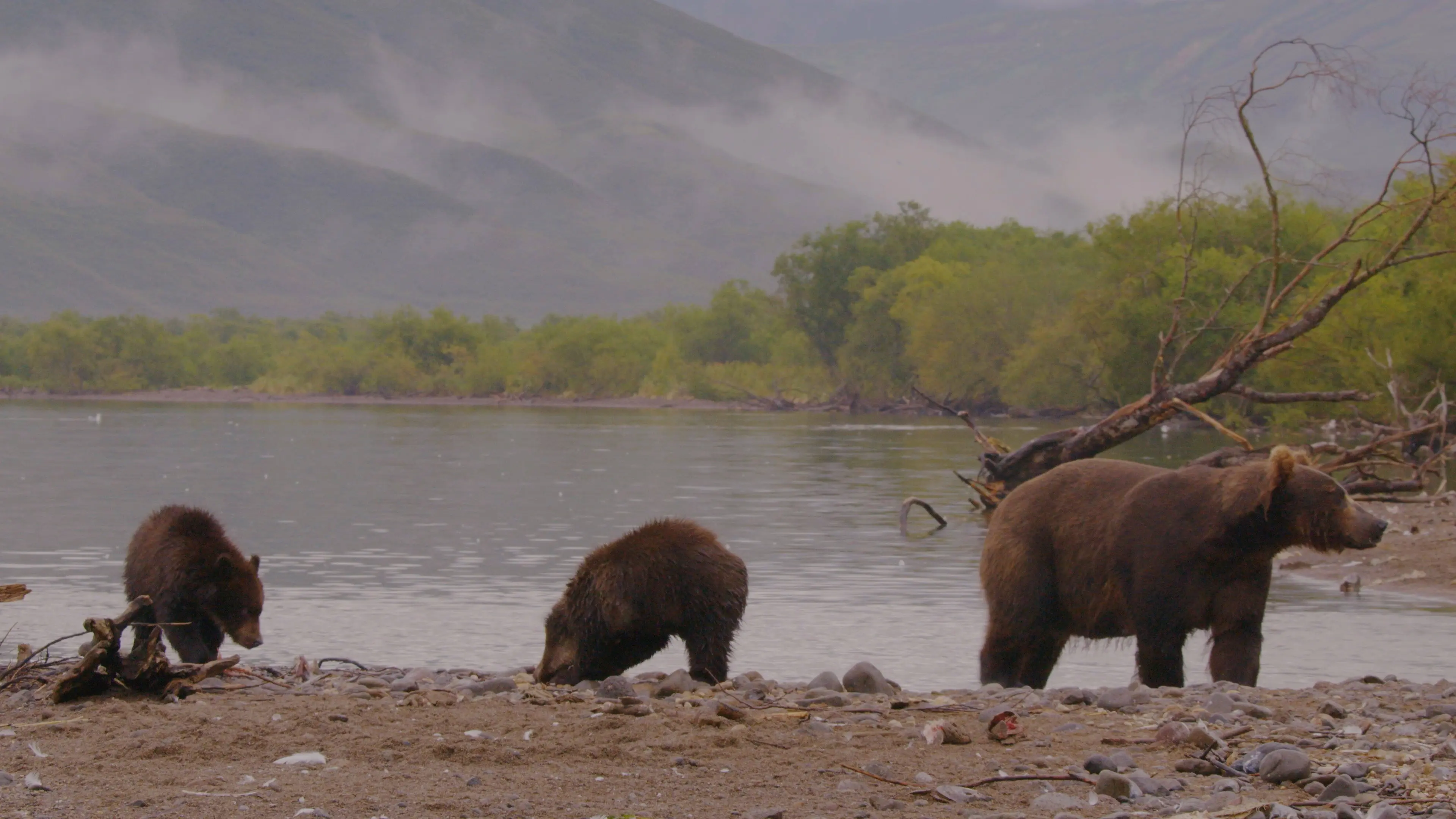 Wild Edens: Russia backdrop