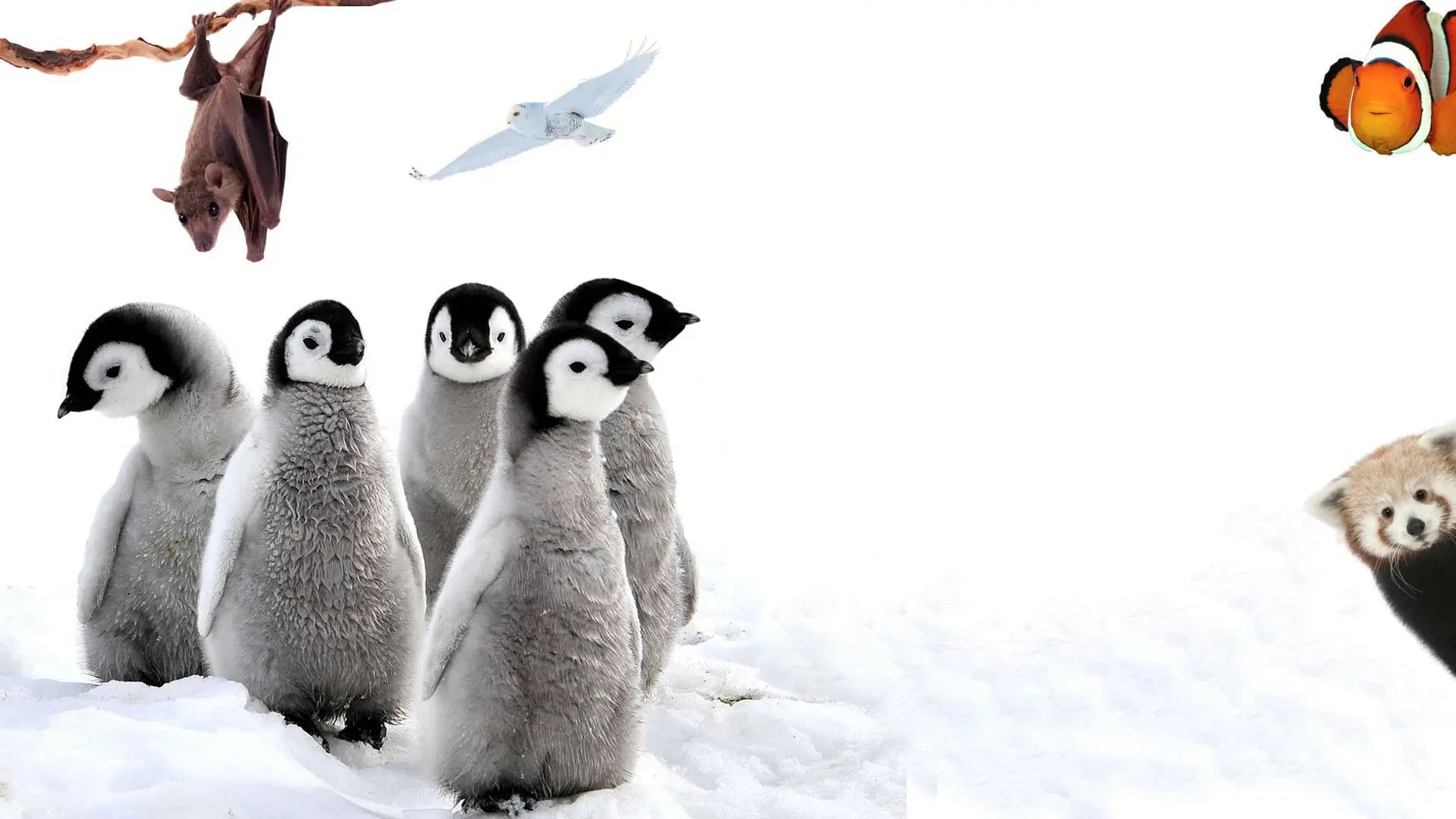 72 Cutest Animals backdrop