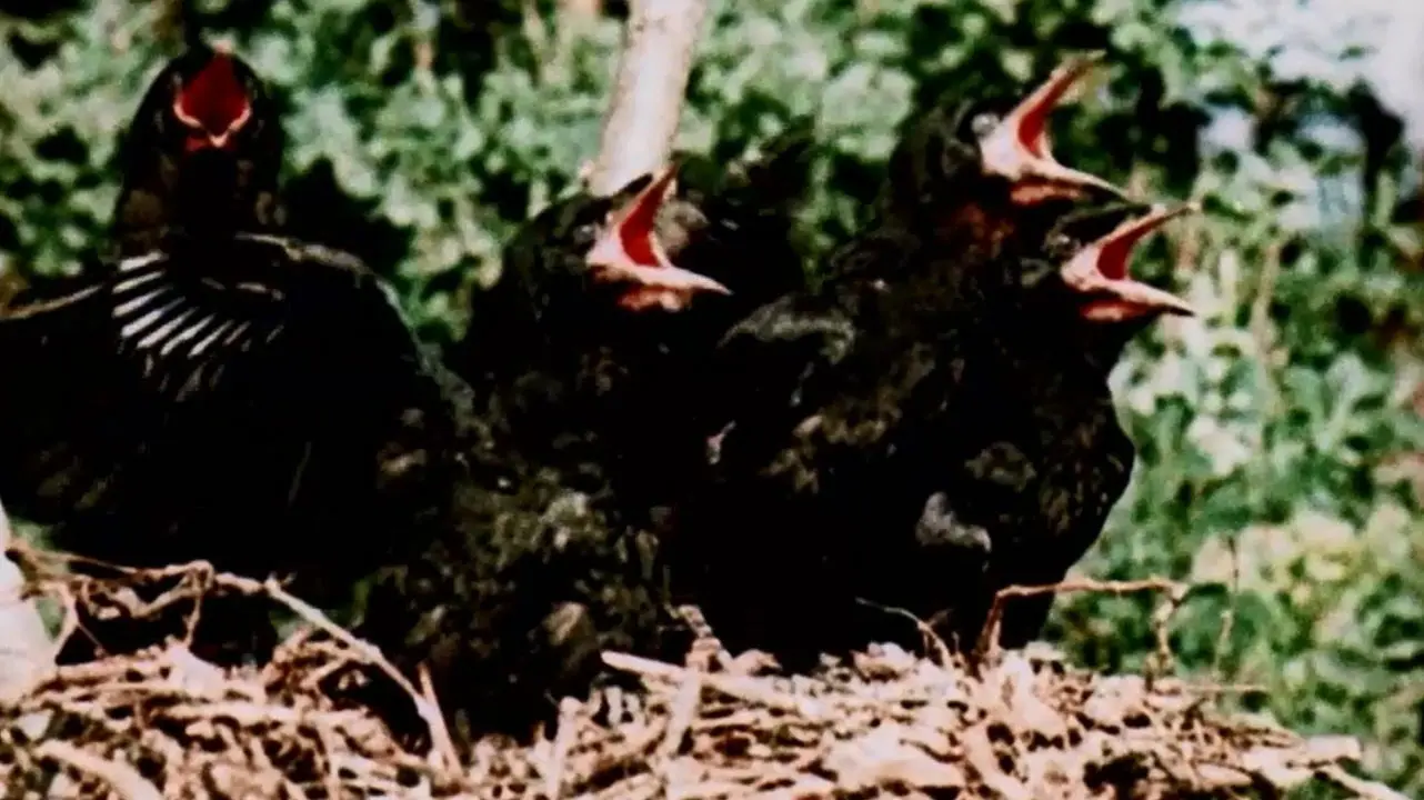 From Blossom Time to Autumn Frost backdrop