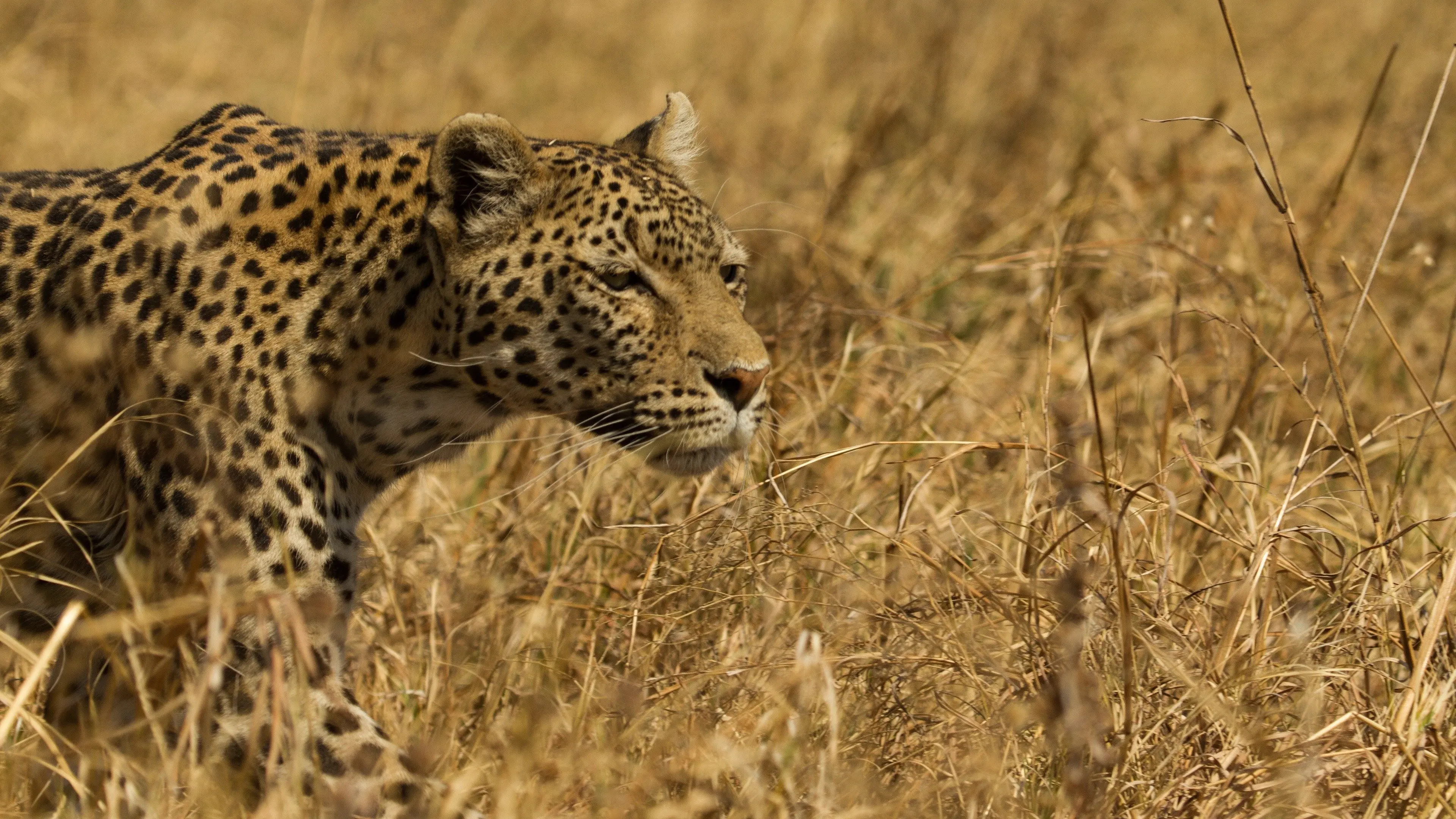 Leopard & Hyena: Strange Alliance backdrop