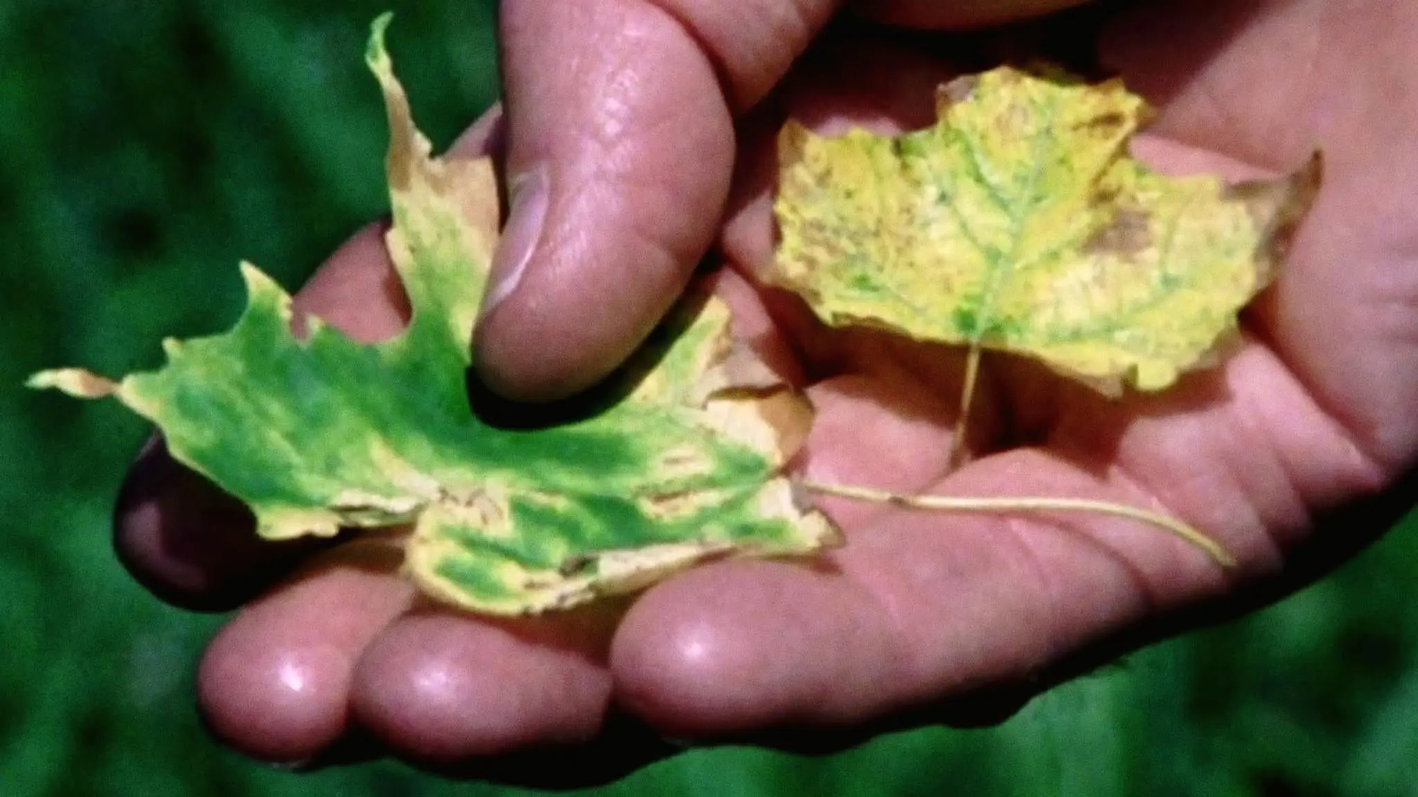 Trouble in the Forest backdrop
