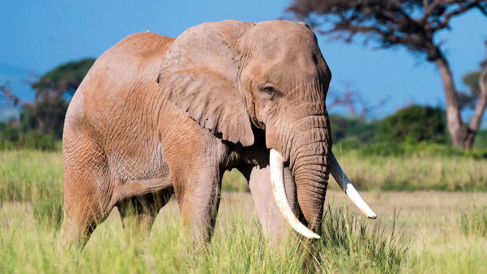 Aging in the Wild backdrop