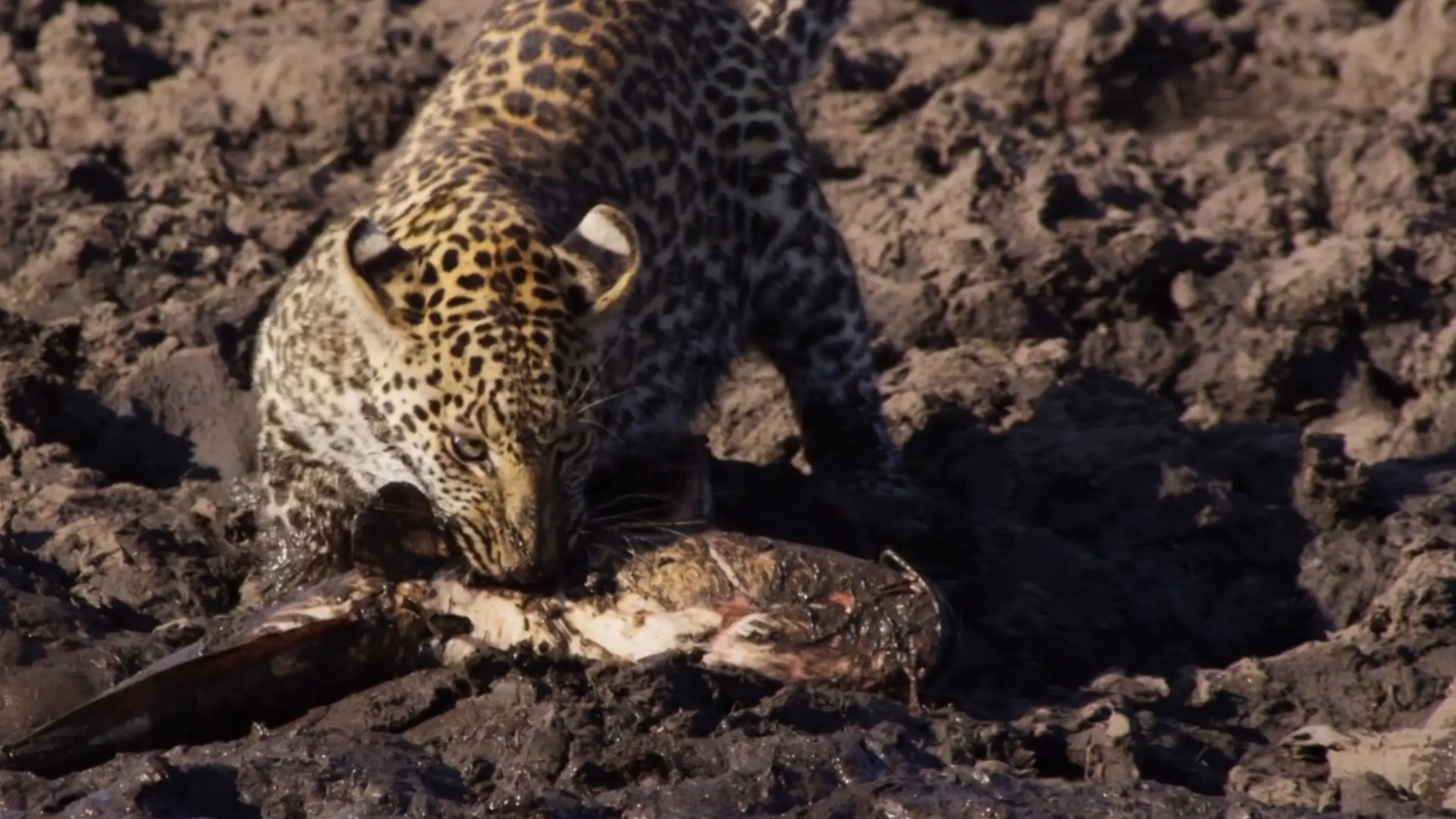 Africa's Fishing Leopards backdrop