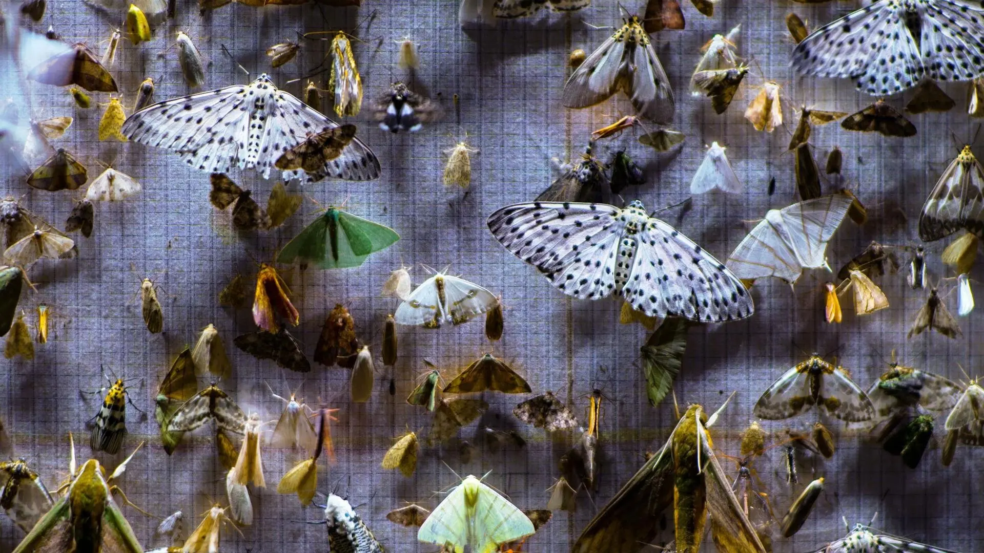 Nocturnes backdrop