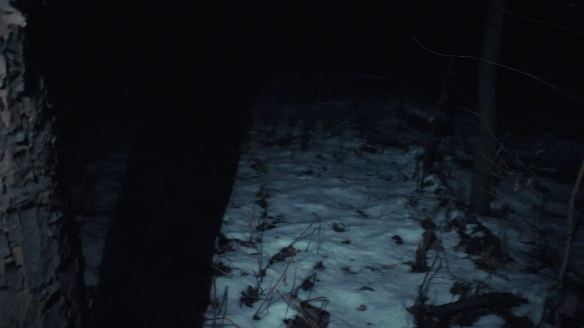 crow.mp4 backdrop