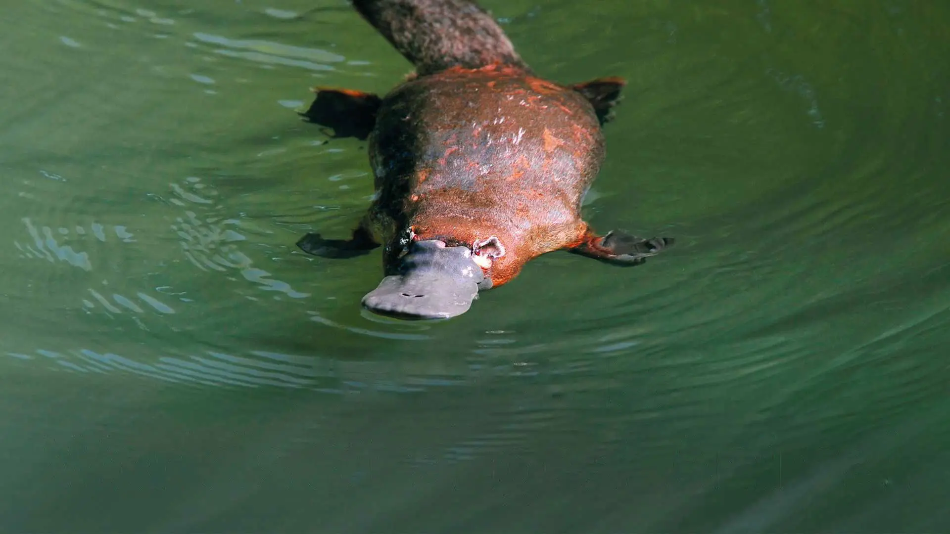 Platypus: World's Strangest Animal backdrop