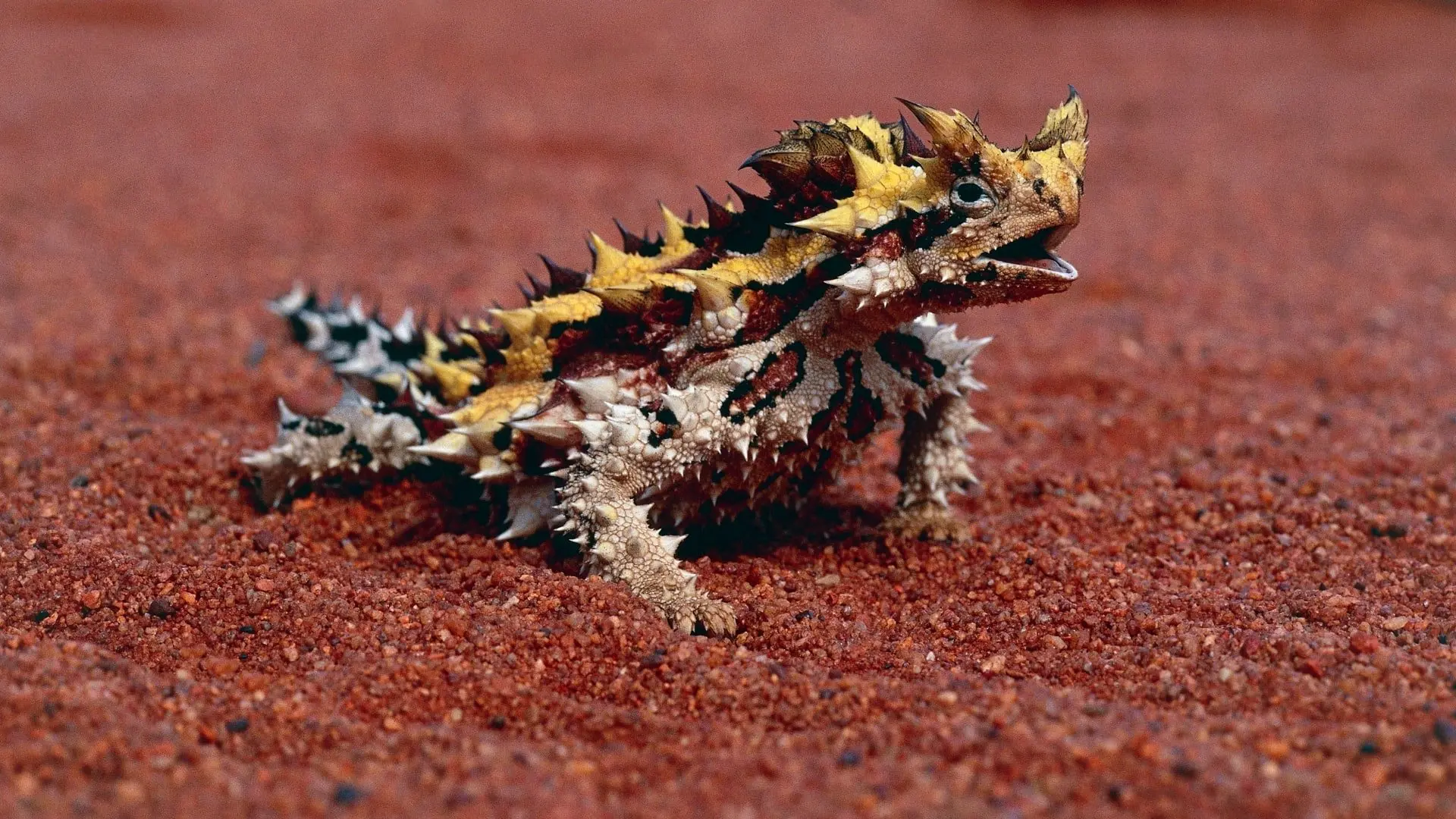 Little Giants backdrop