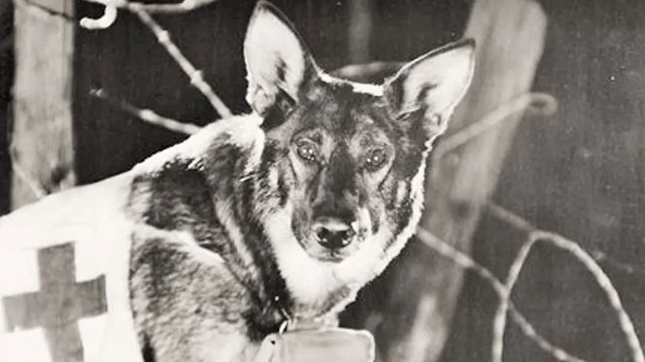 Find Your Man backdrop