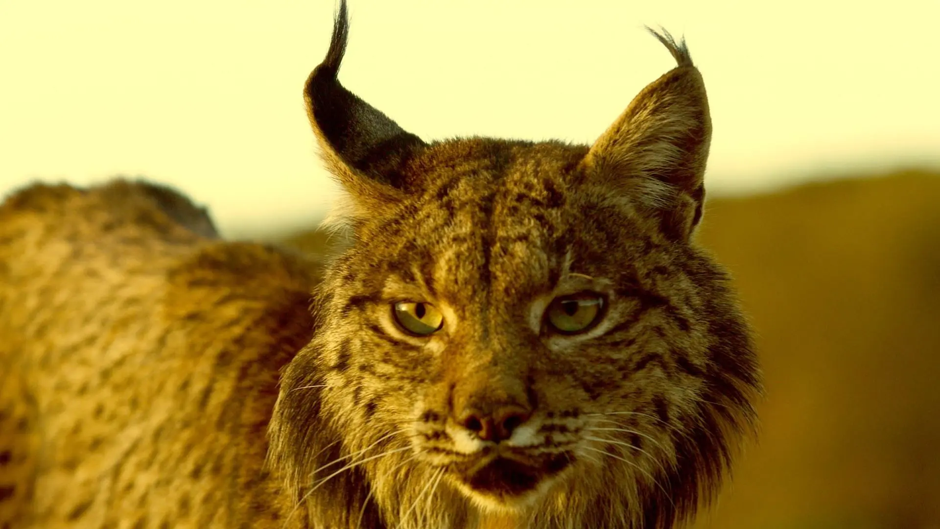 Chats et chiens sauvages backdrop