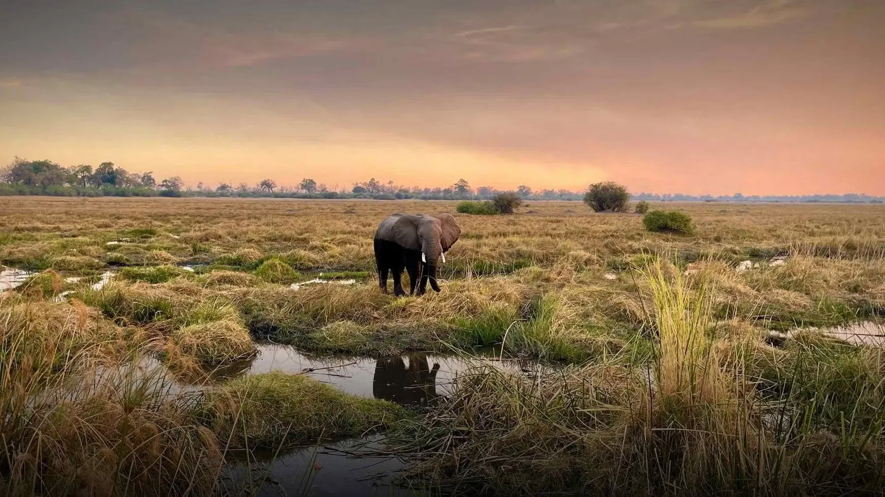 Kaza: The Last Refuge of Elephants backdrop