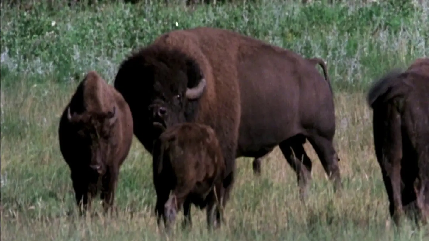 The Great Buffalo Saga backdrop