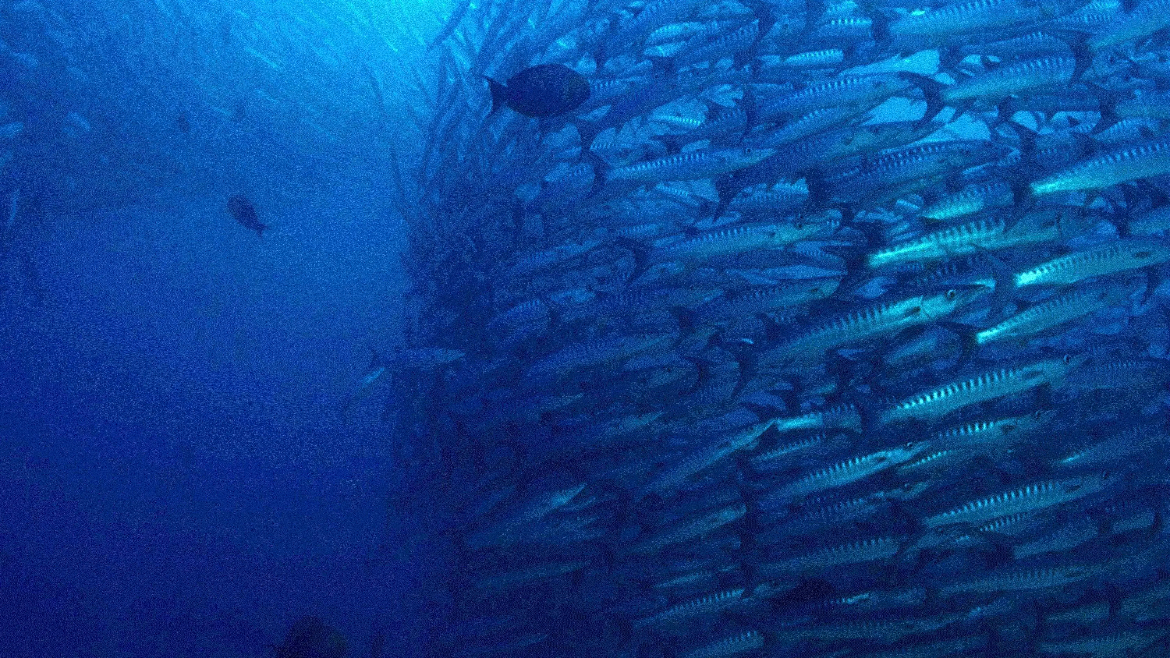The Magic of the Big Blue. Seven Continents backdrop