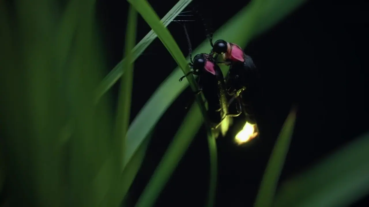 Japon, un nouveau monde sauvage backdrop