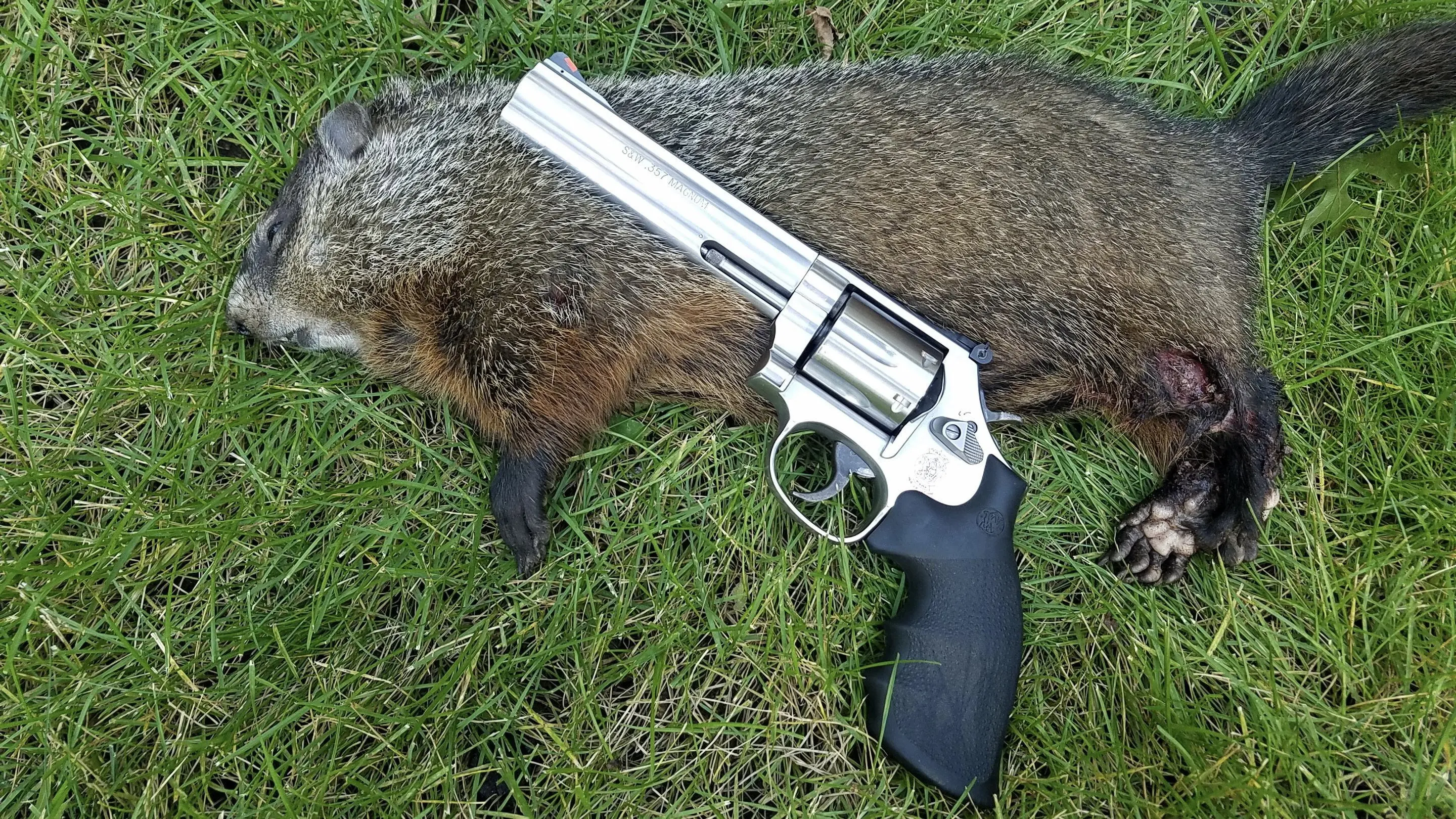 Mr. Groundhog meets Santa Claus backdrop